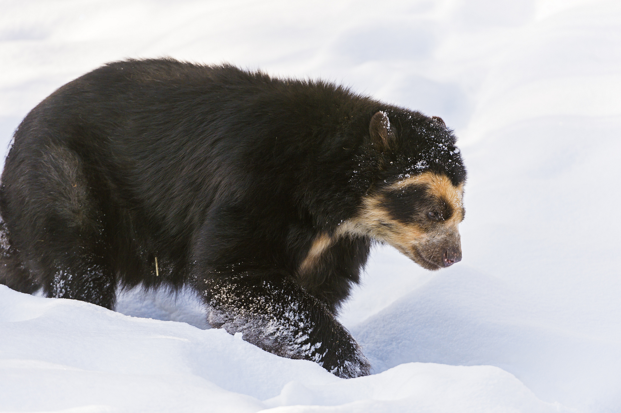 Spectacled Bear 2048x1363