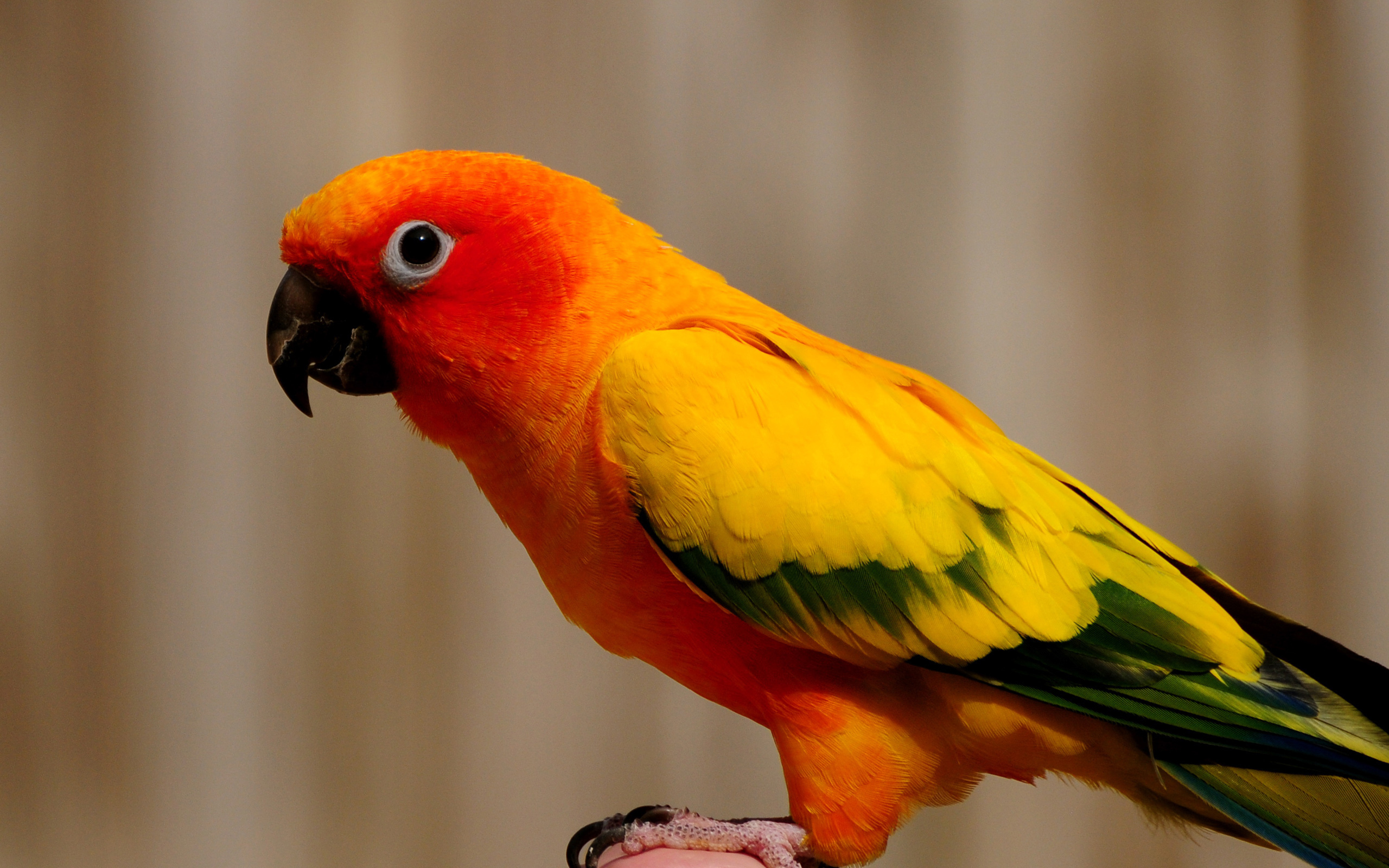 Animal Parrot 2560x1600