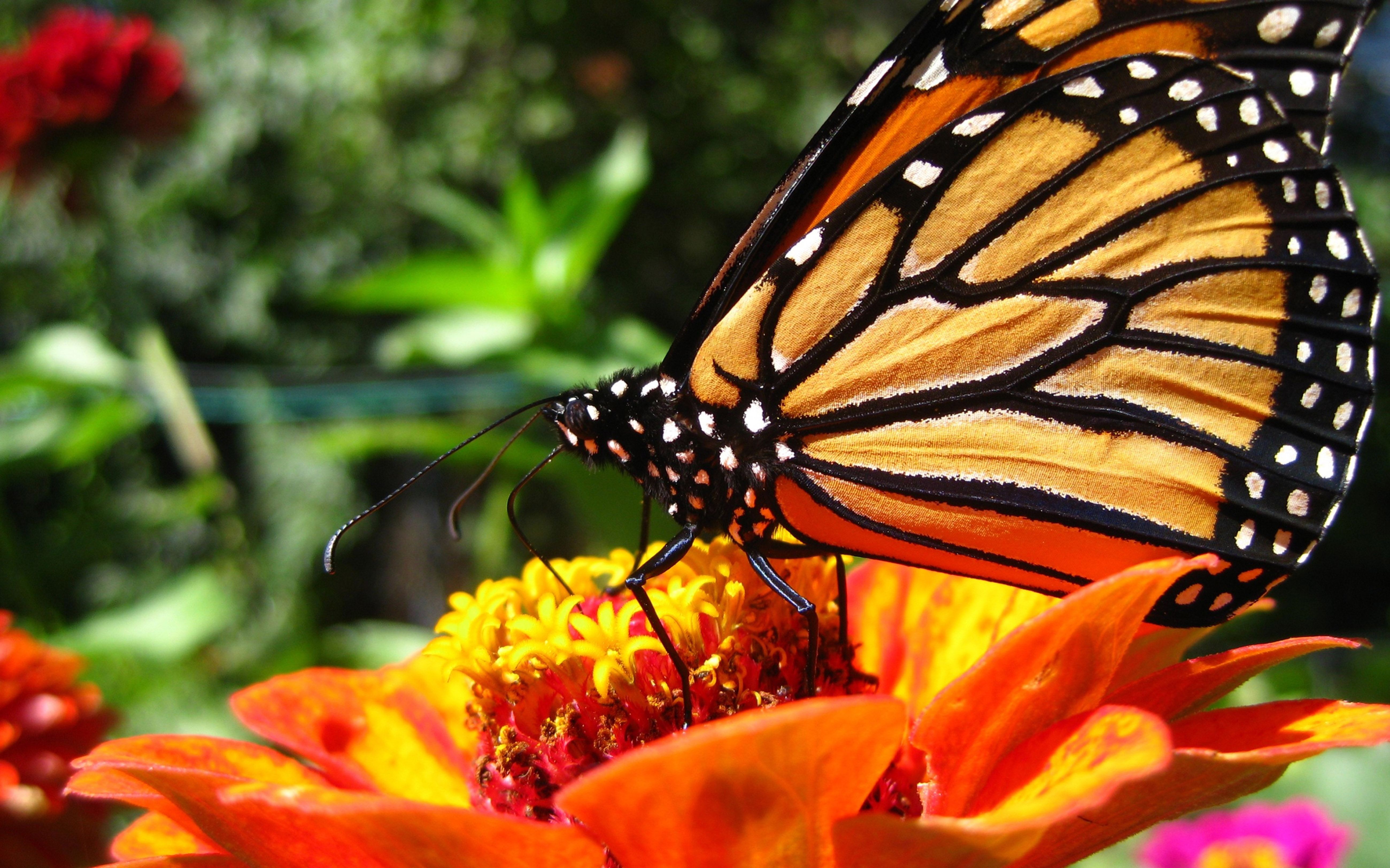Butterfly Close Up Colorful Flower Monarch Butterfly 5200x3250