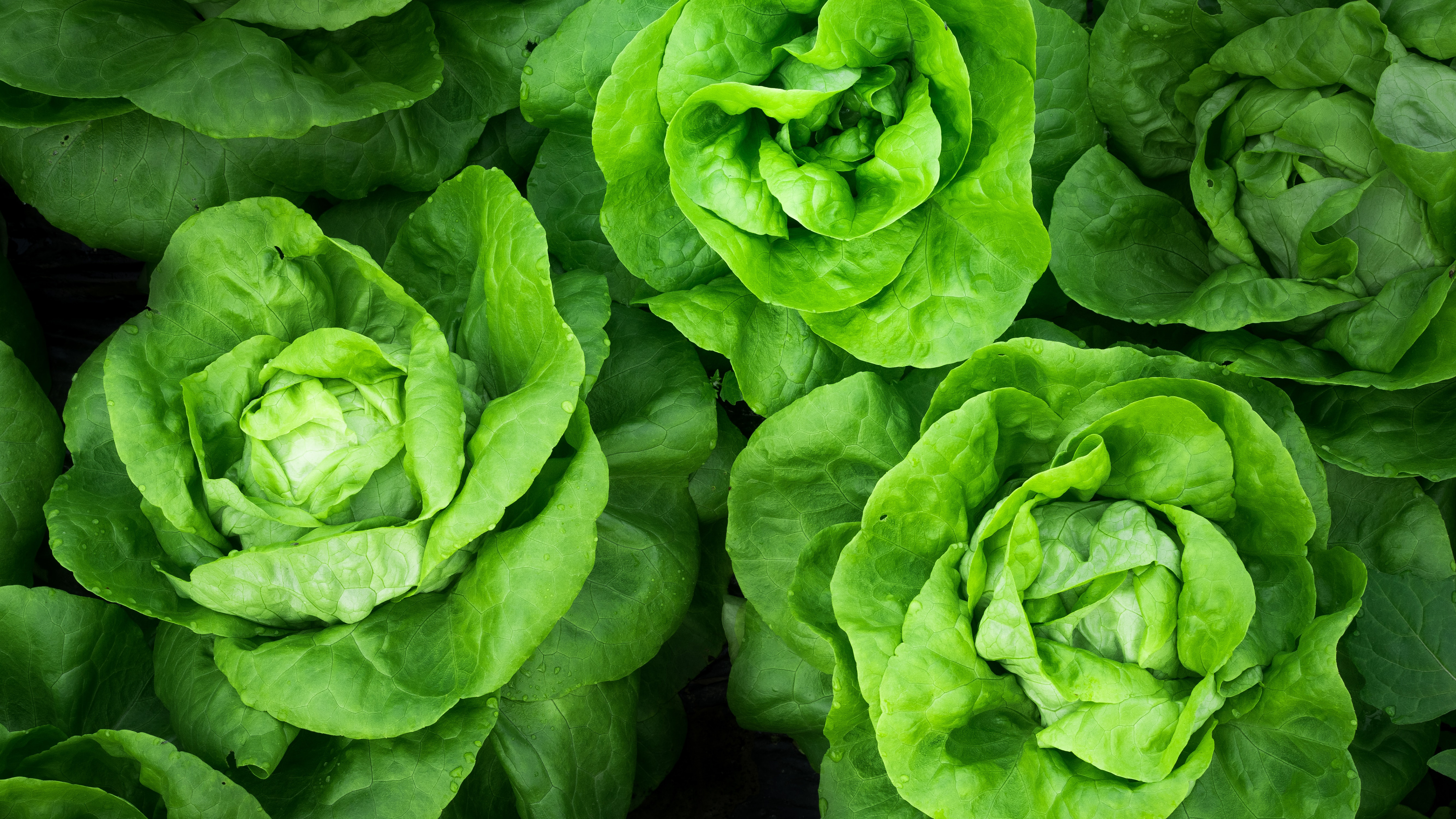 Green Lettuce Vegetable 5120x2880