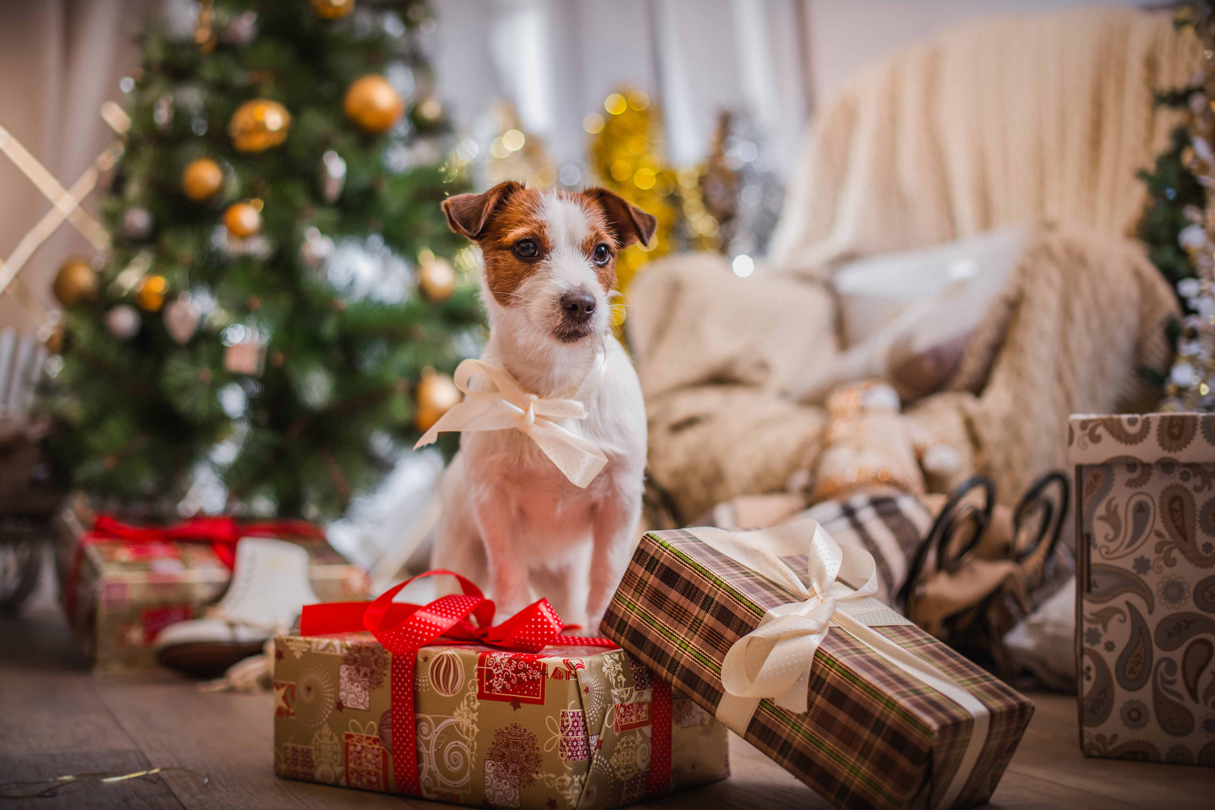 Christmas Dog Gift Pet Terrier 4200x2800