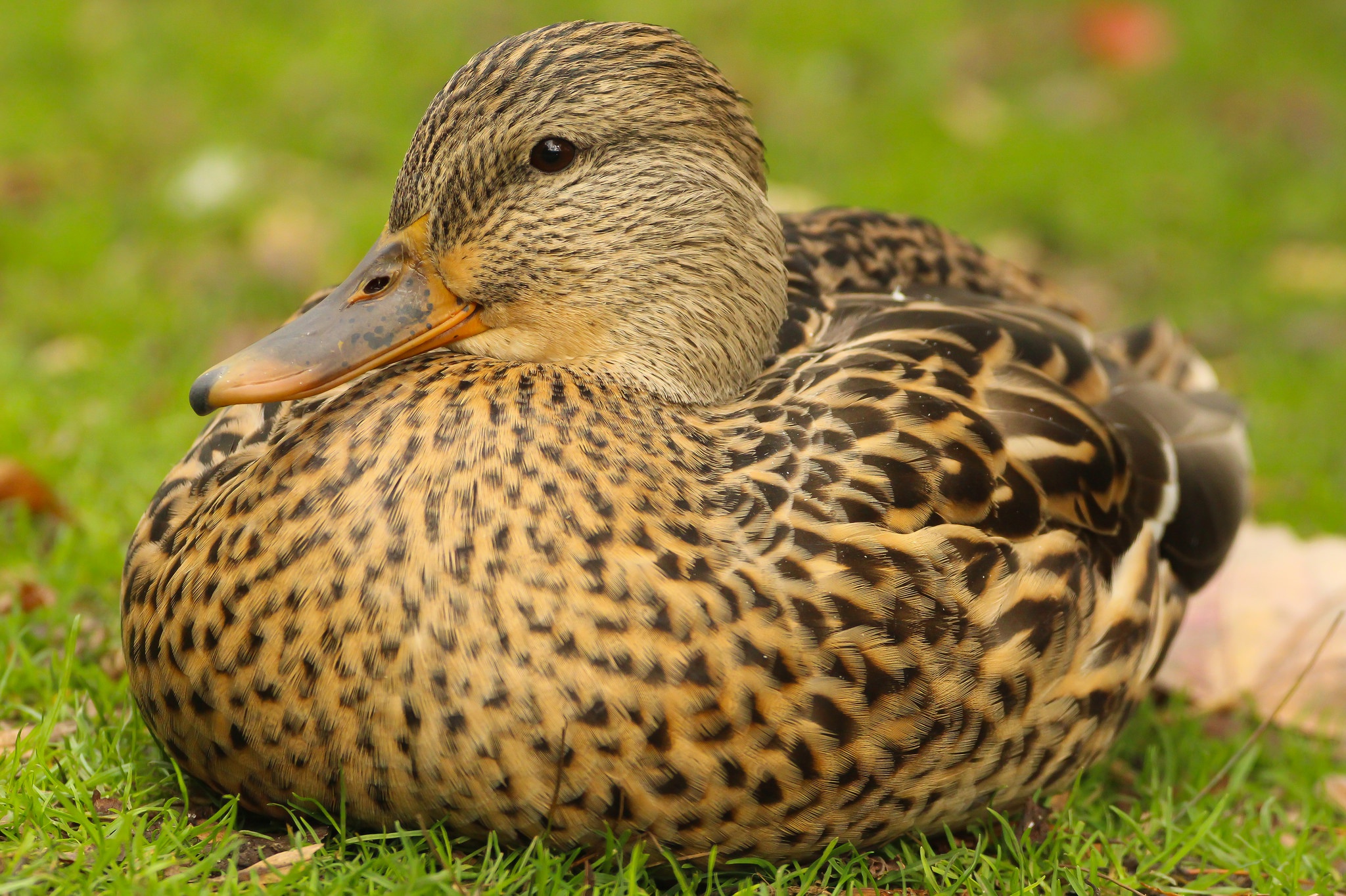 Animal Bird Duck Mallard 2048x1365