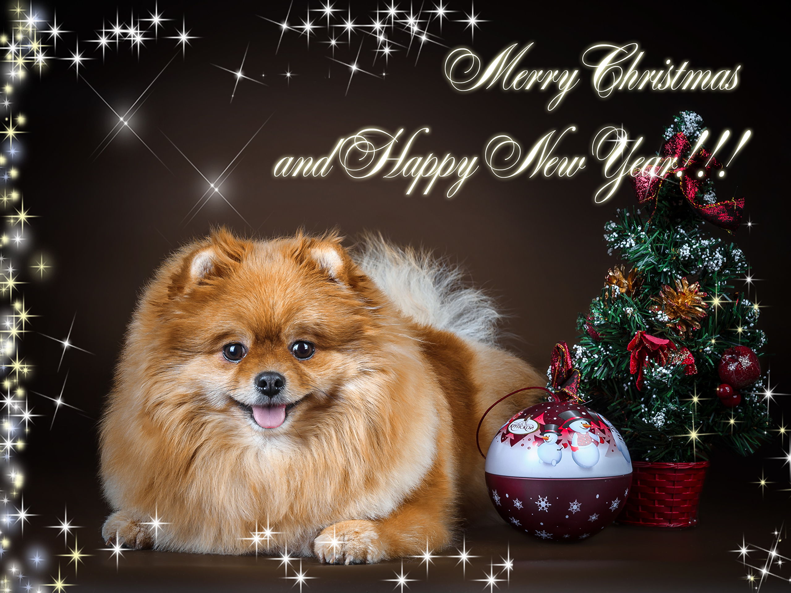 Bauble Christmas Dog Happy New Year Merry Christmas Pet Pomeranian 2559x1920