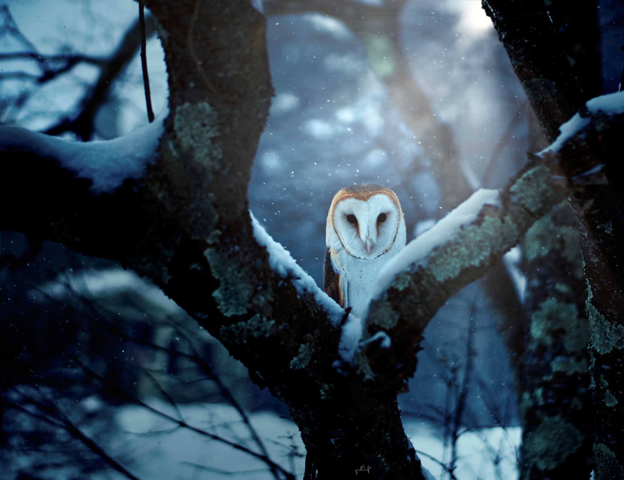 Barn Owl Bird Wildlife Winter 2048x1575