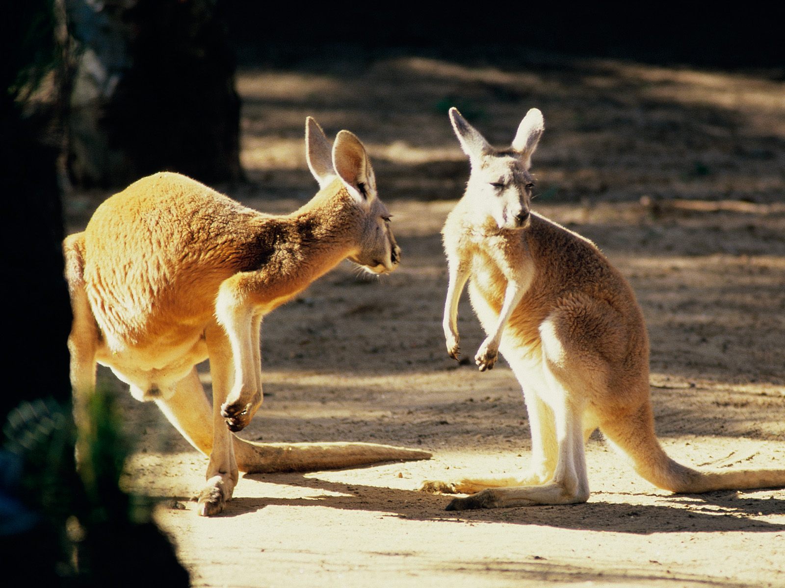 Animal Kangaroo 1600x1200
