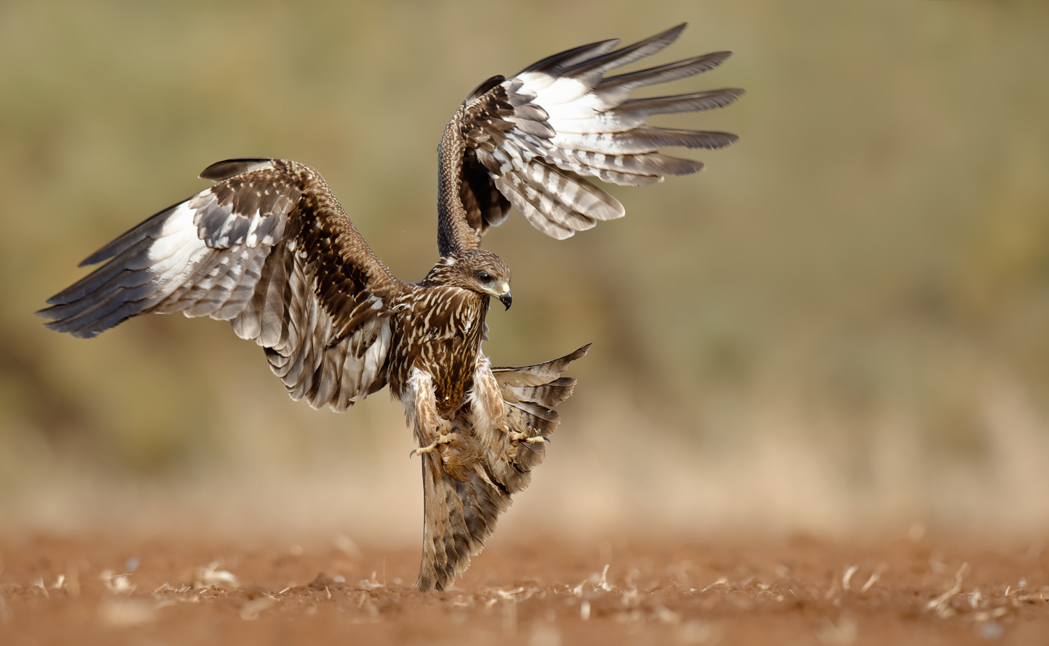 Igor Shilokhvost Birds Hawks Feathers Depth Of Field Balanced Wings Beak Bird Of Prey 1500x924
