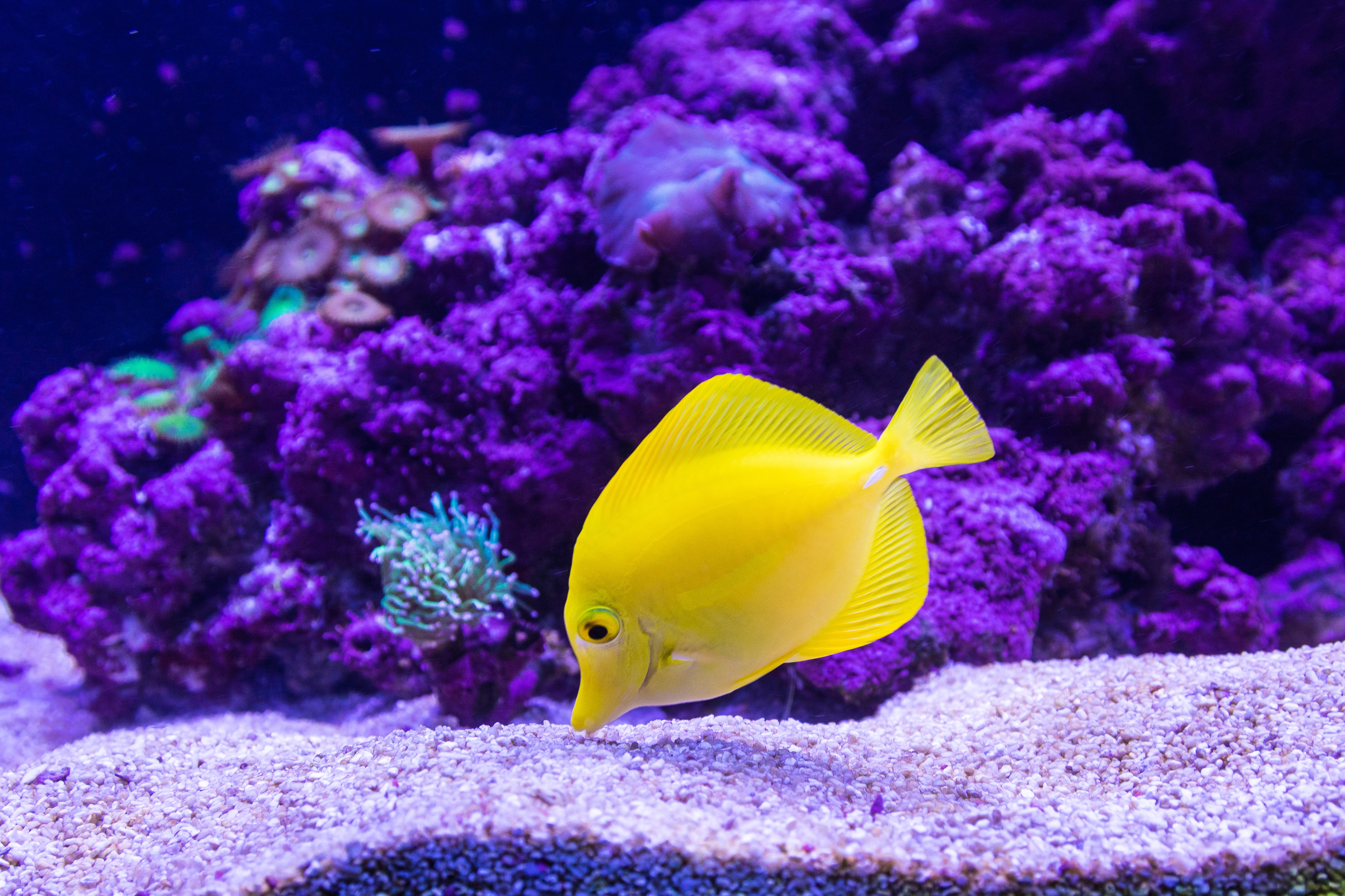 Fish Sea Life Tropical Fish Yellow Tang 5108x3405