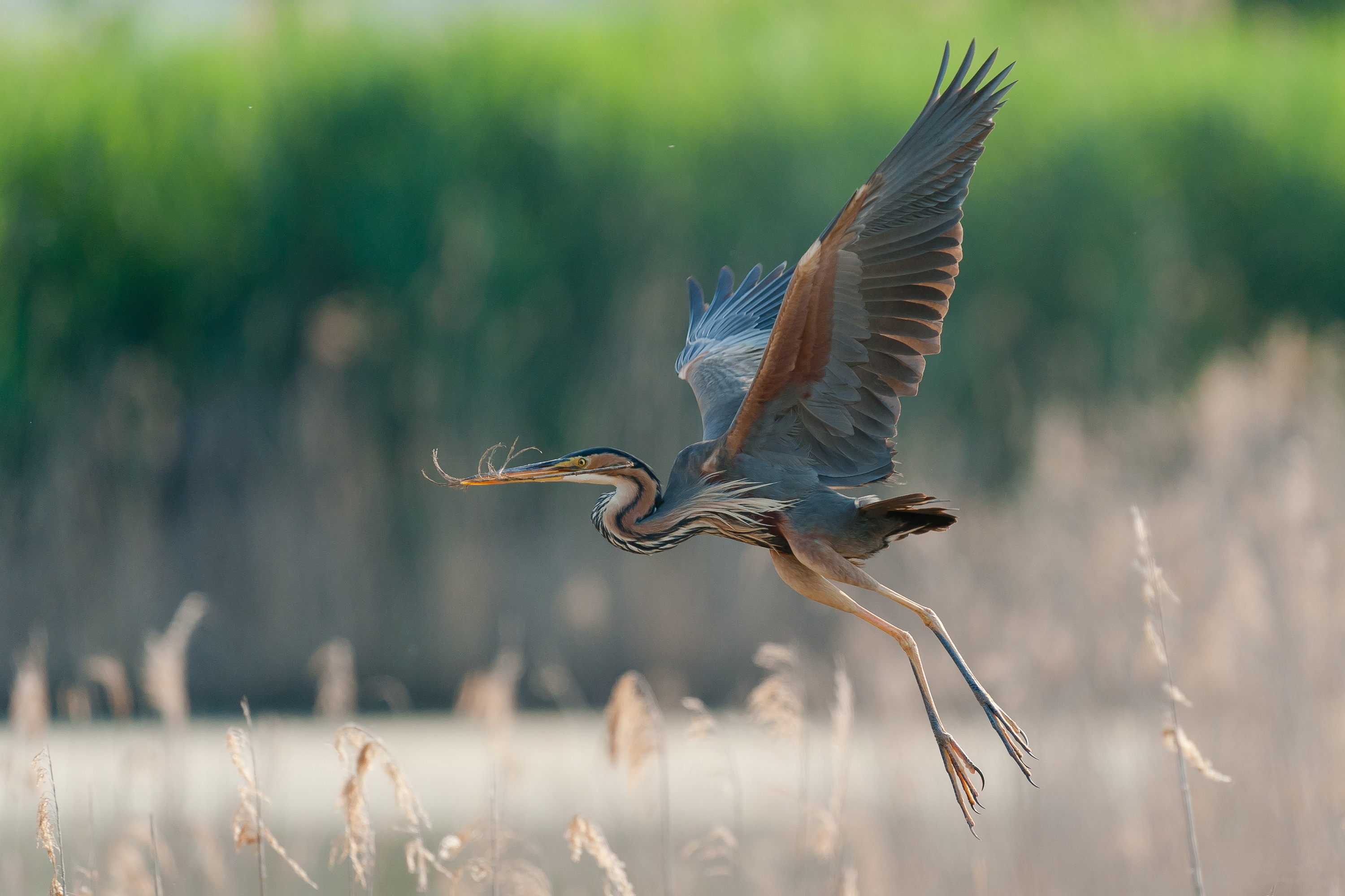 Bird Bokeh Heron Great Blue Heron 3000x2000