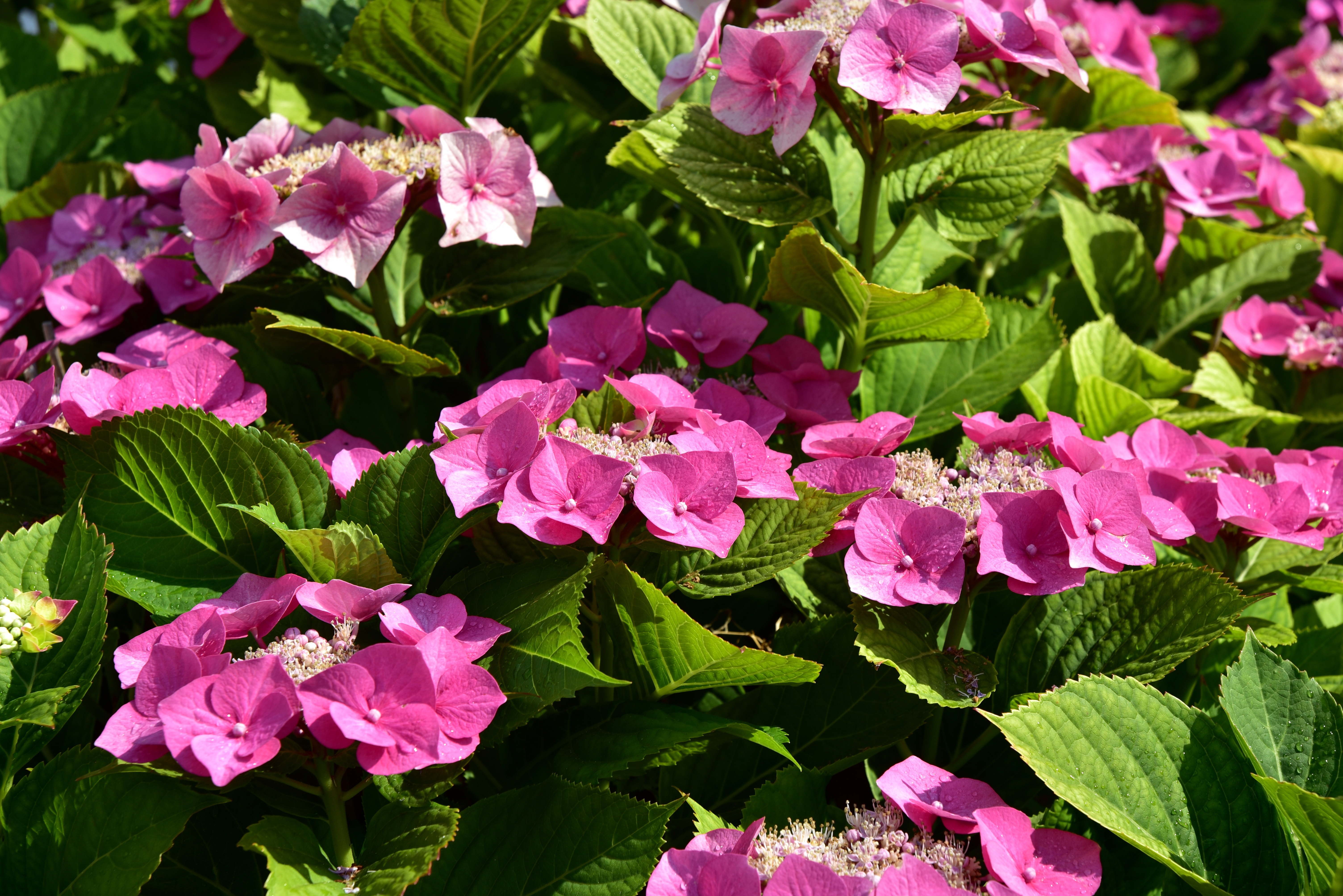 Flower Hydrangea Pink Flower 6016x4016