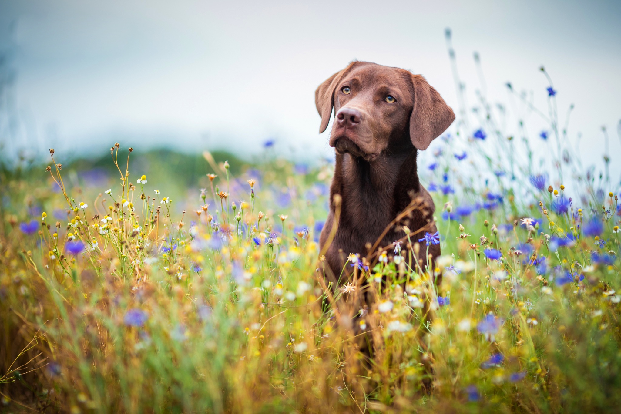 Dog Labrador Retriever Meadow Pet 2048x1365