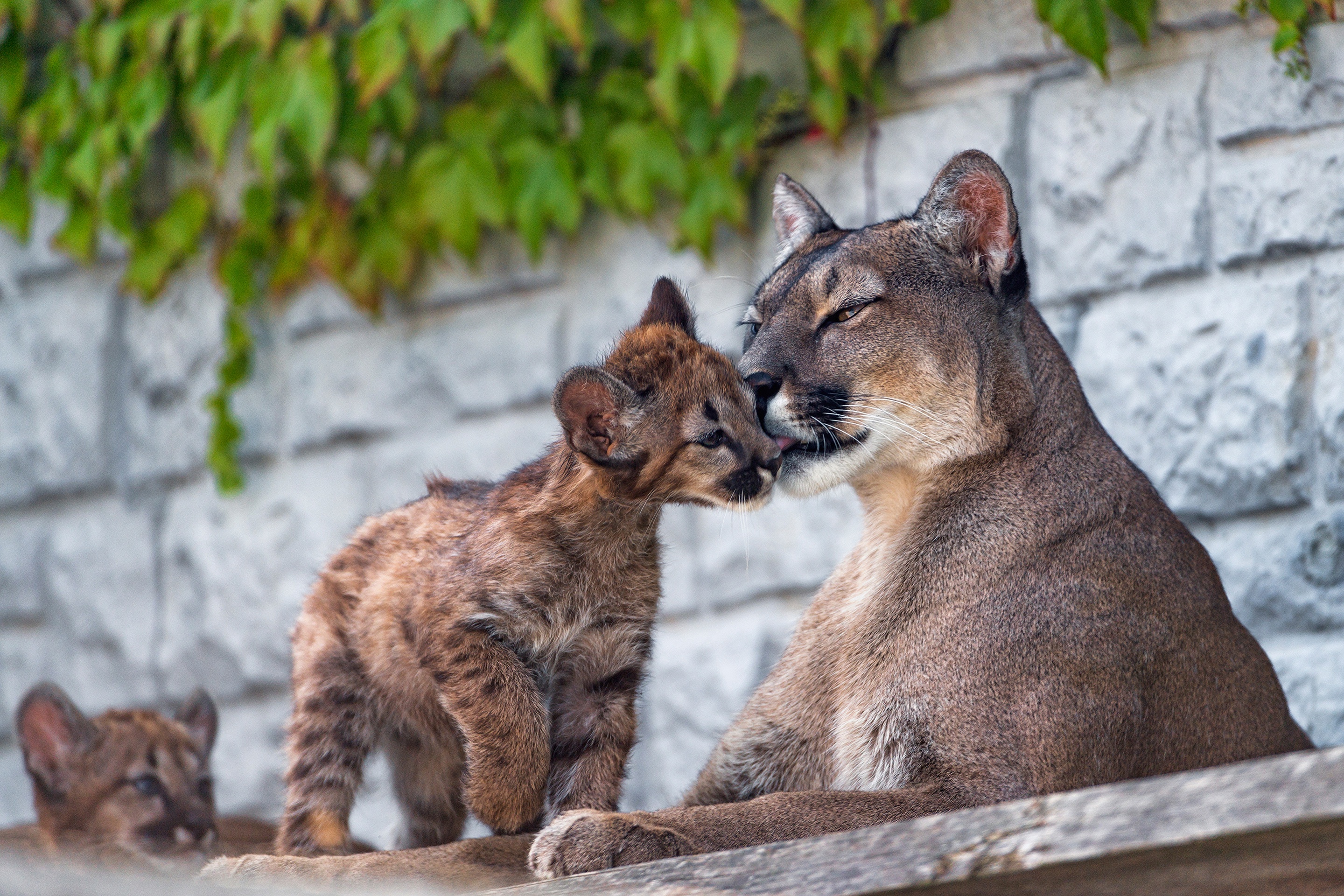 Baby Animal Big Cat Cougar Cub Wildlife Predator Animal 2880x1920