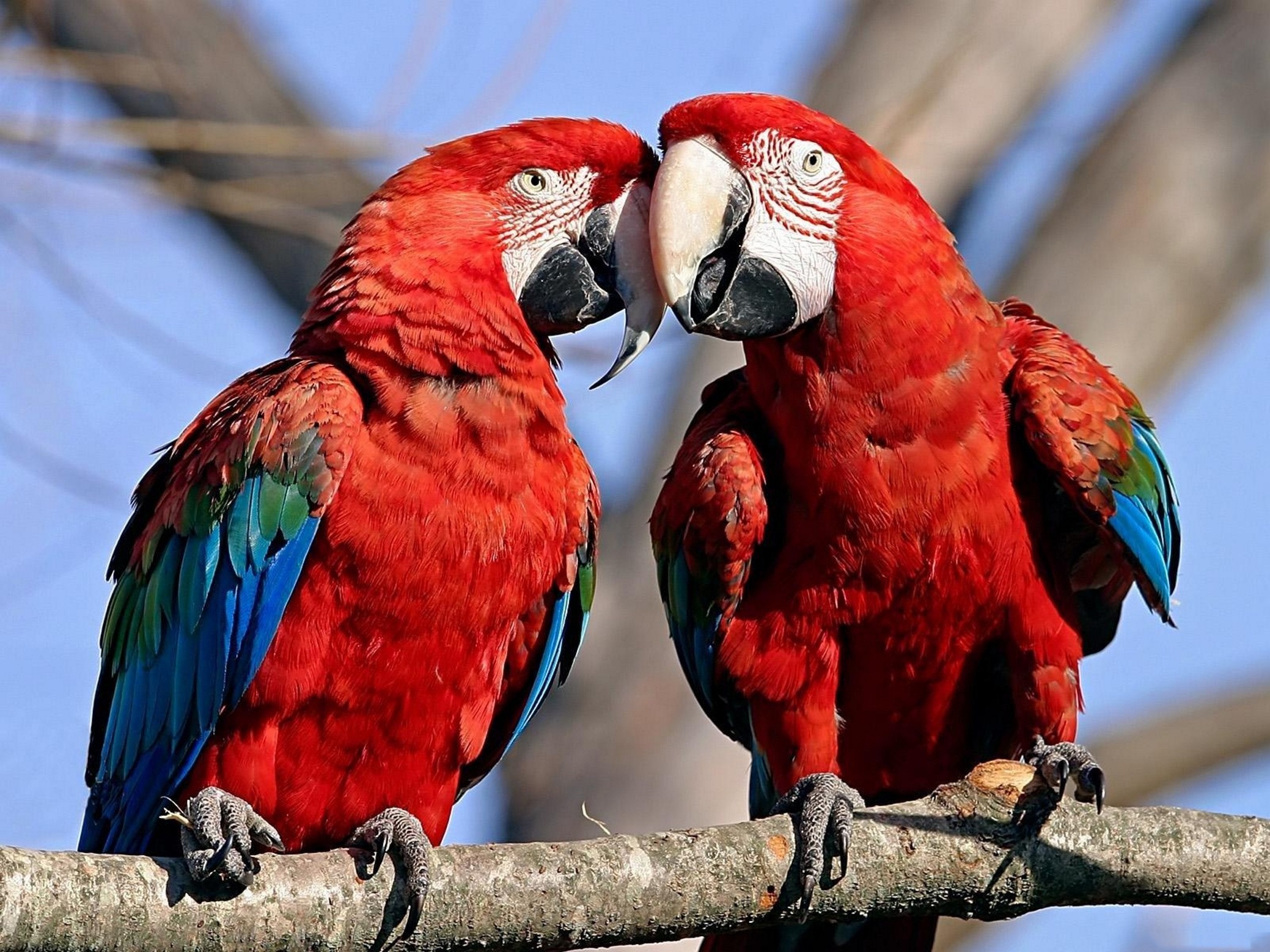 Animal Red And Green Macaw 2078x1558