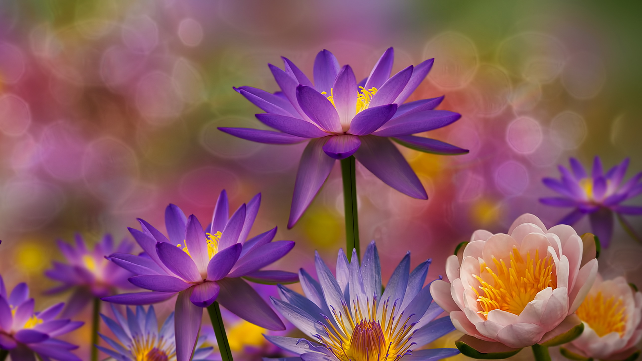 Bokeh Earth Flower Lotus Purple Flower Water Lily 2560x1440