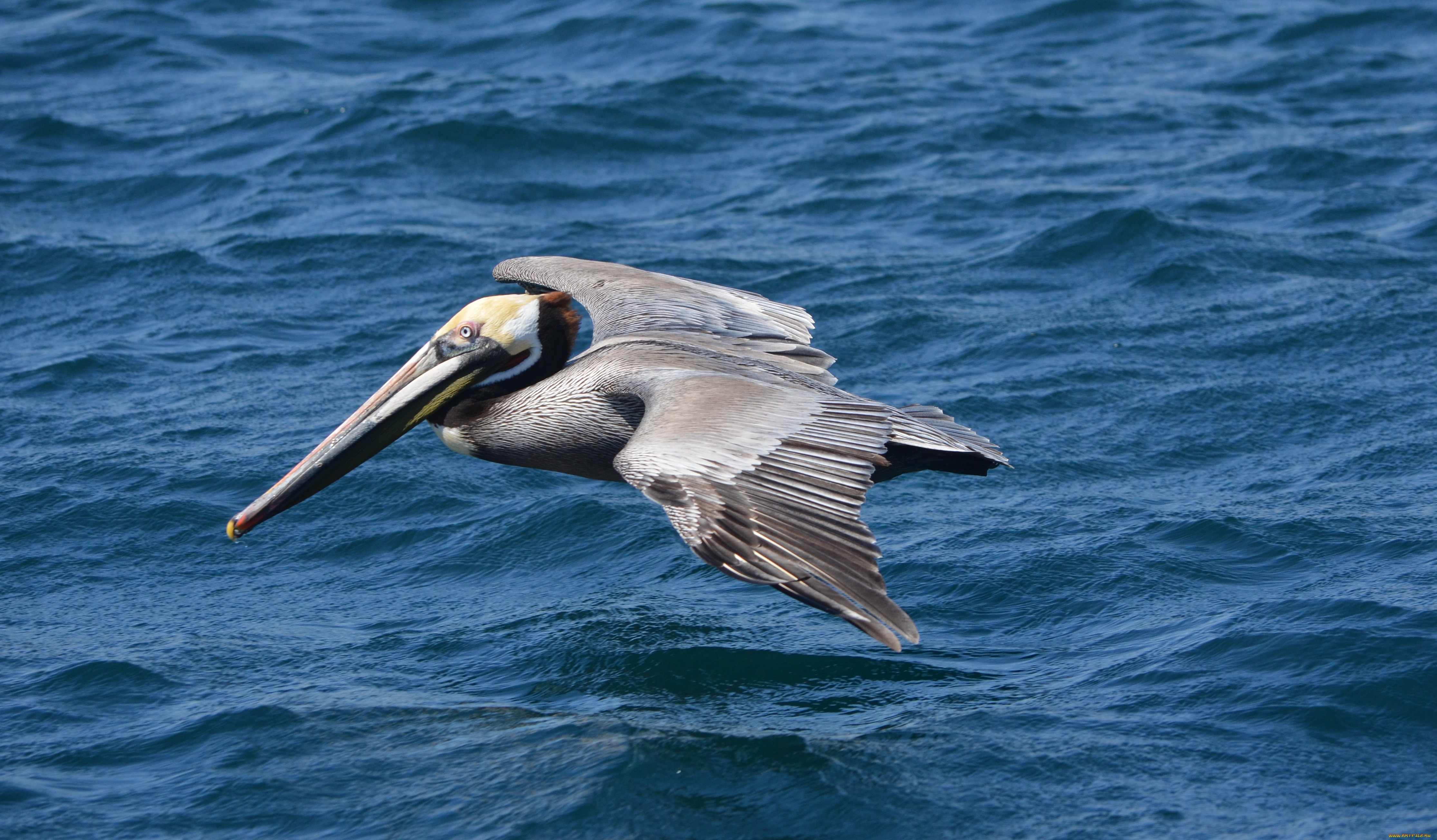 Animal Pelican 4461x2609