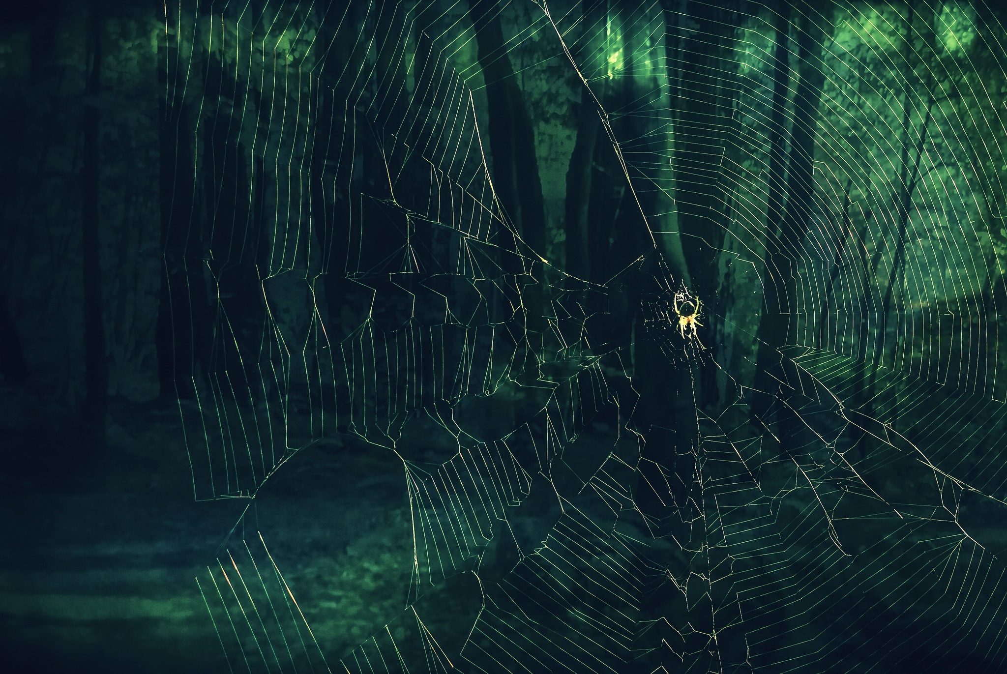 Arachnid Macro Spider Spider Web 2048x1371