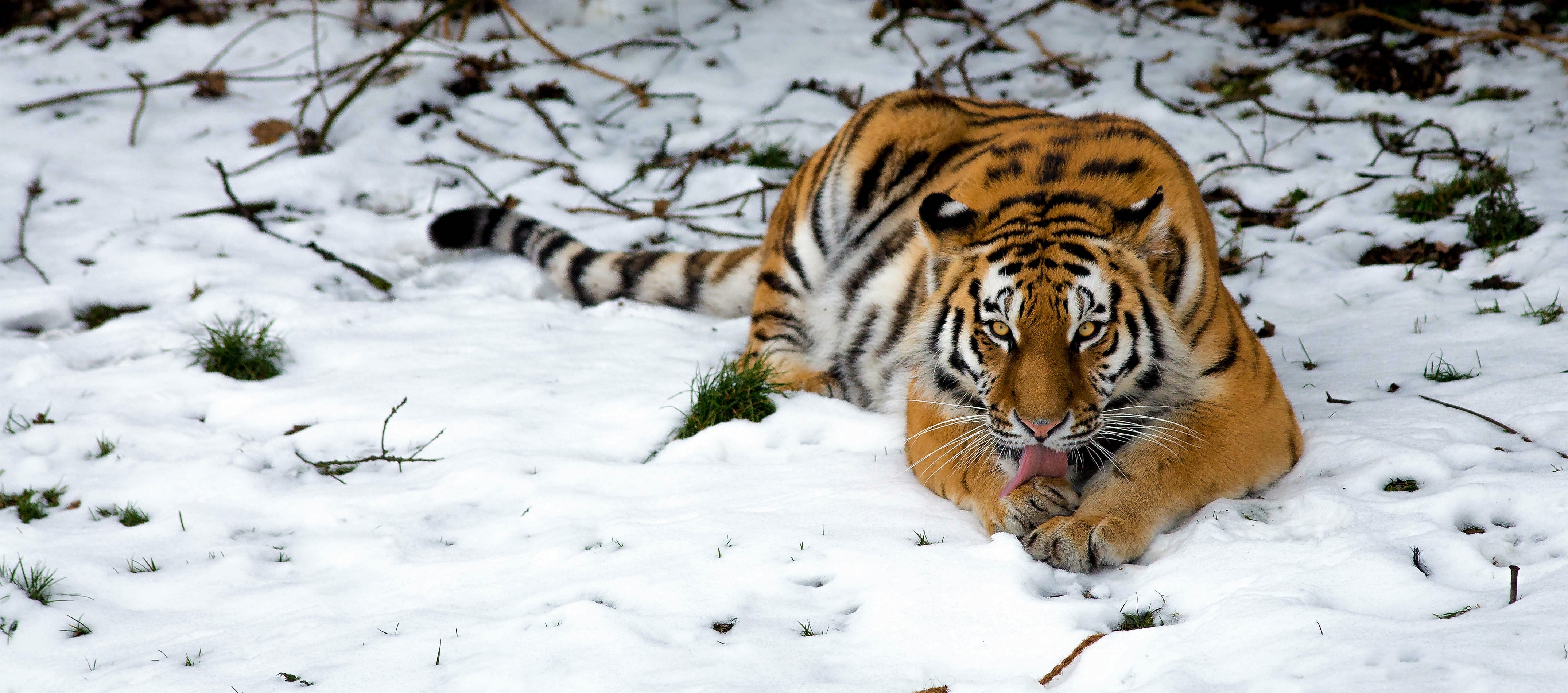 Siberian Tiger Snow Tiger Winter 4300x1900