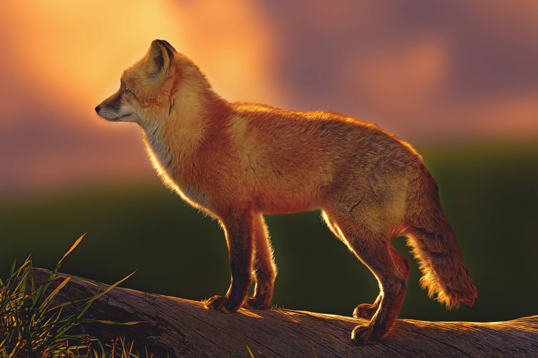 Fox Red Fox 2048x1365