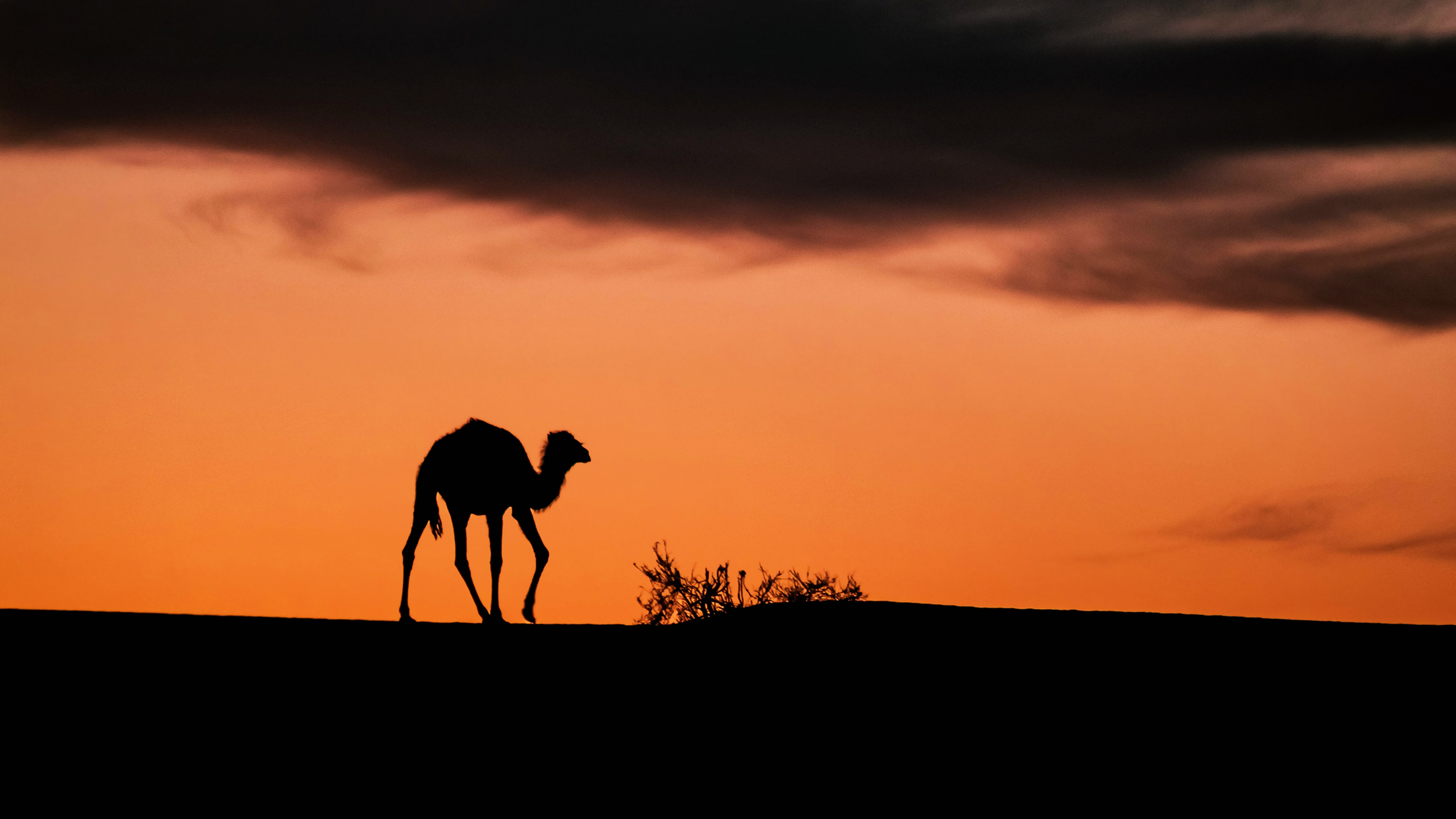 Africa Algeria Camel Desert Sahara Sunset Tassili N 039 Ajjer 4320x2430