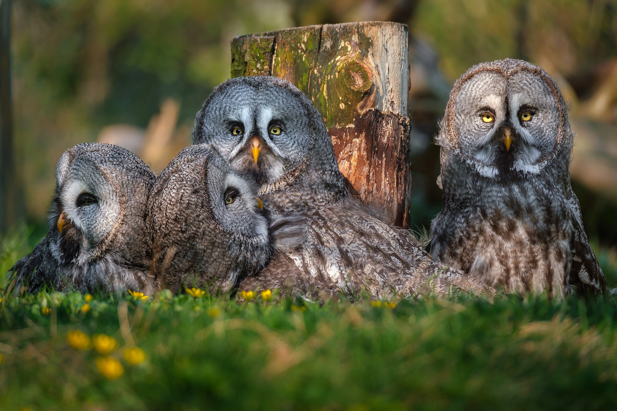 Bird Great Grey Owl Owl Wildlife 2048x1365