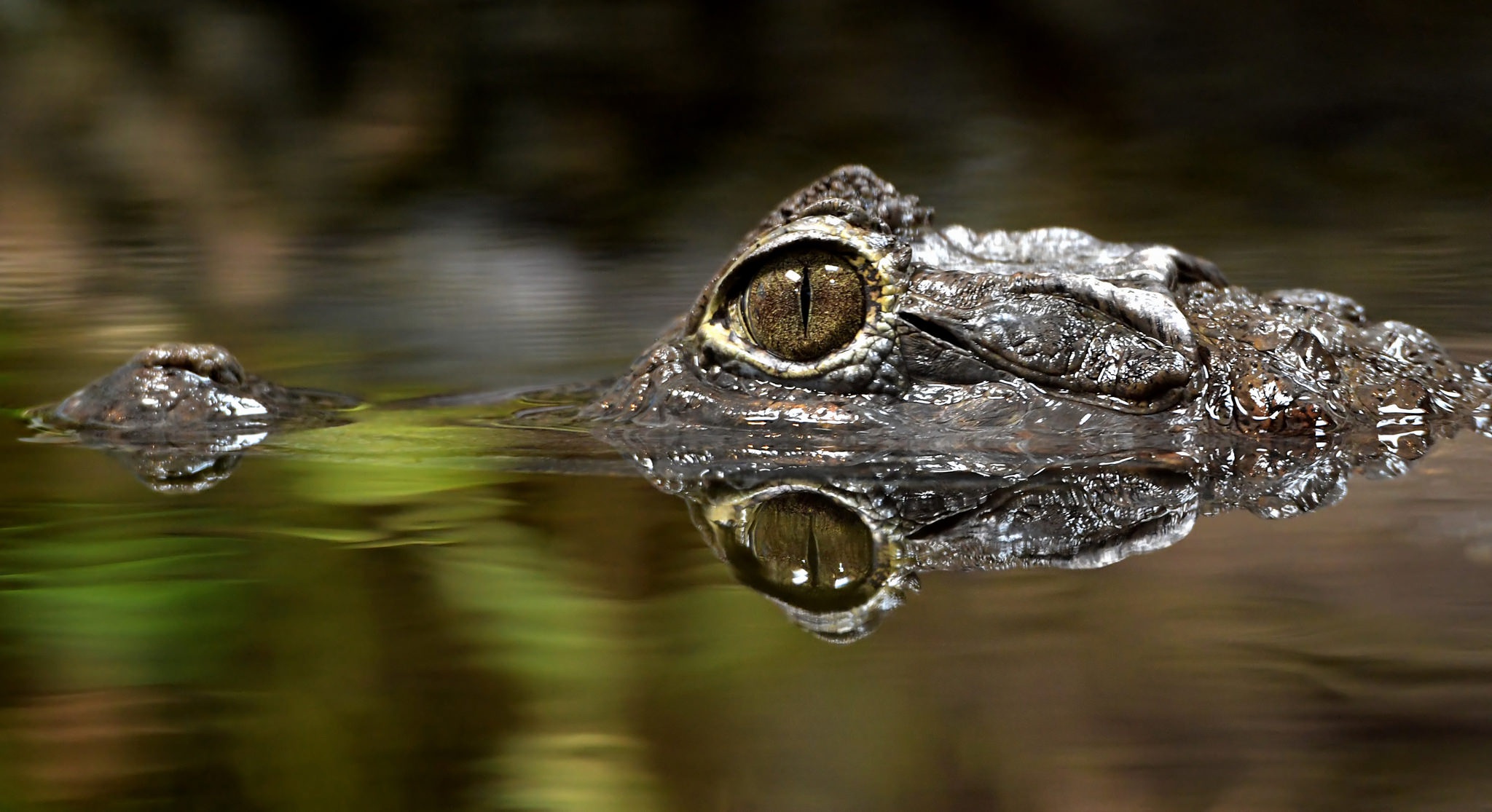 Caiman Eye Reflection Water Wildlife Predator Animal 2048x1115