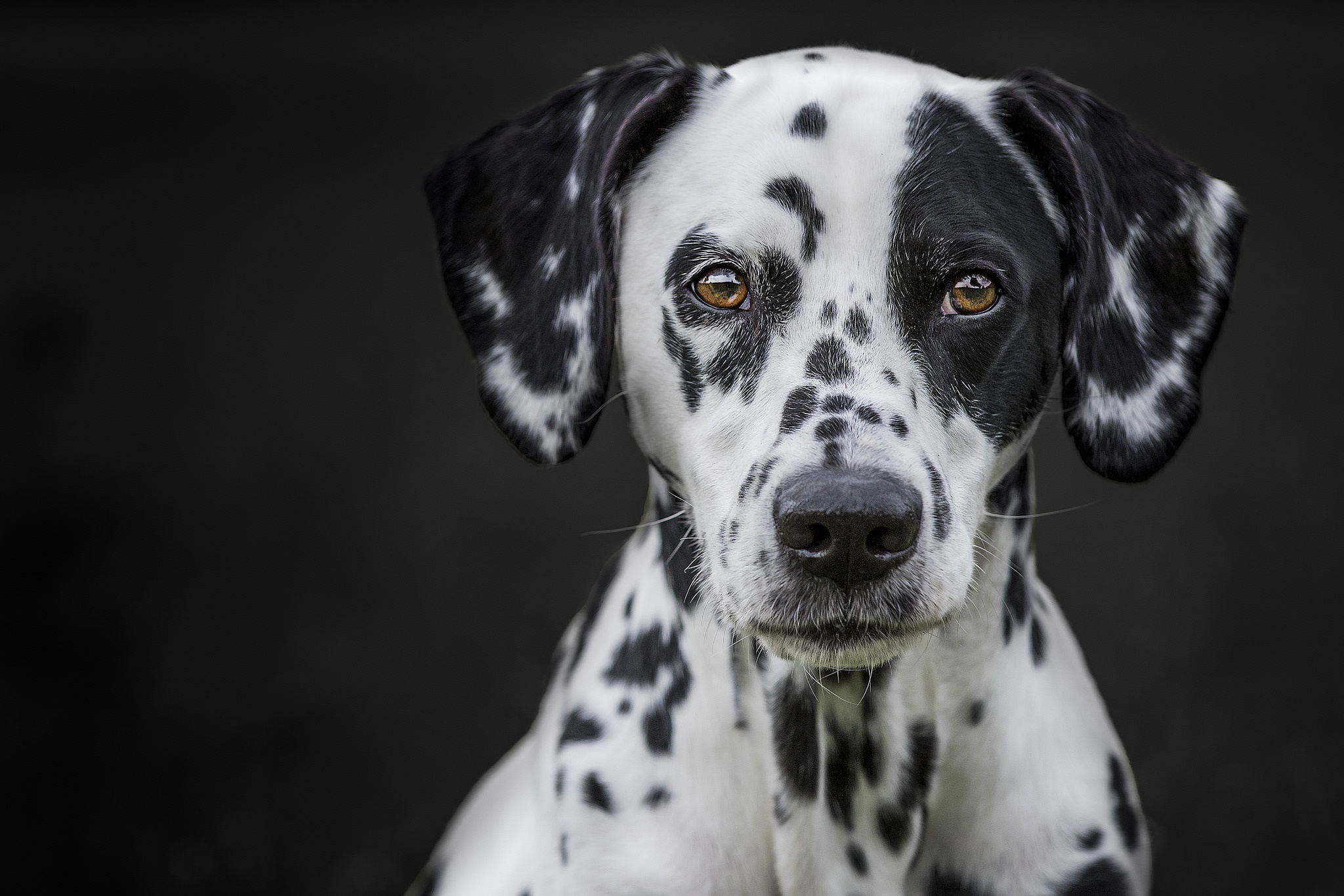 Dalmatian Dog Muzzle Pet Stare 2048x1365