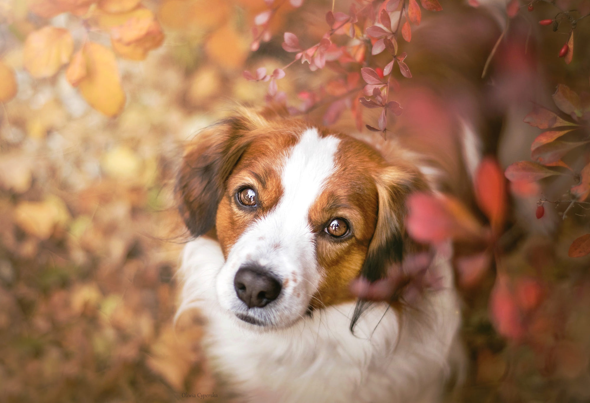 Dog Kooikerhondje Pet 2000x1365