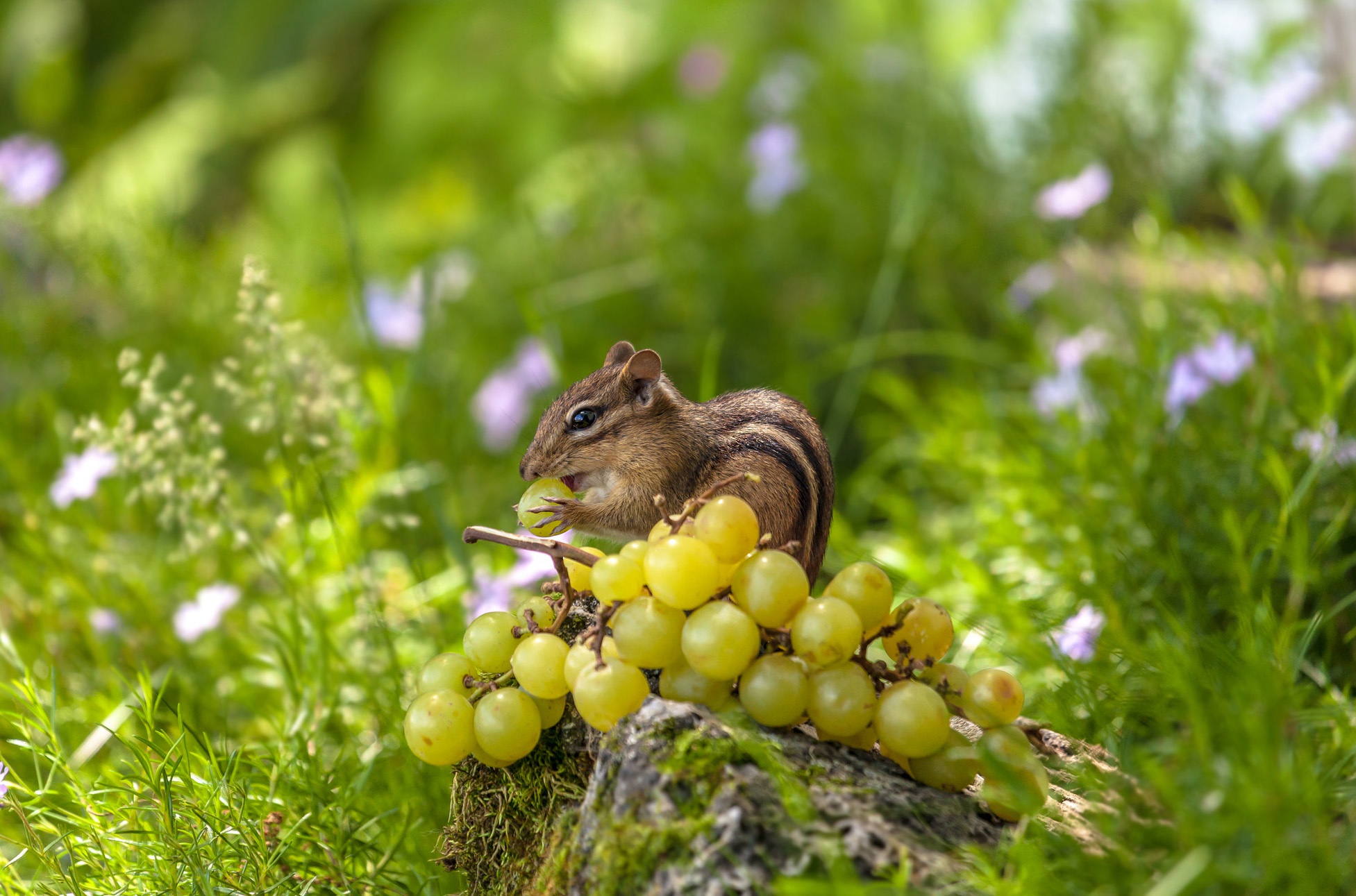 Chipmunk Fruit Grapes Rodent Wildlife 1953x1291