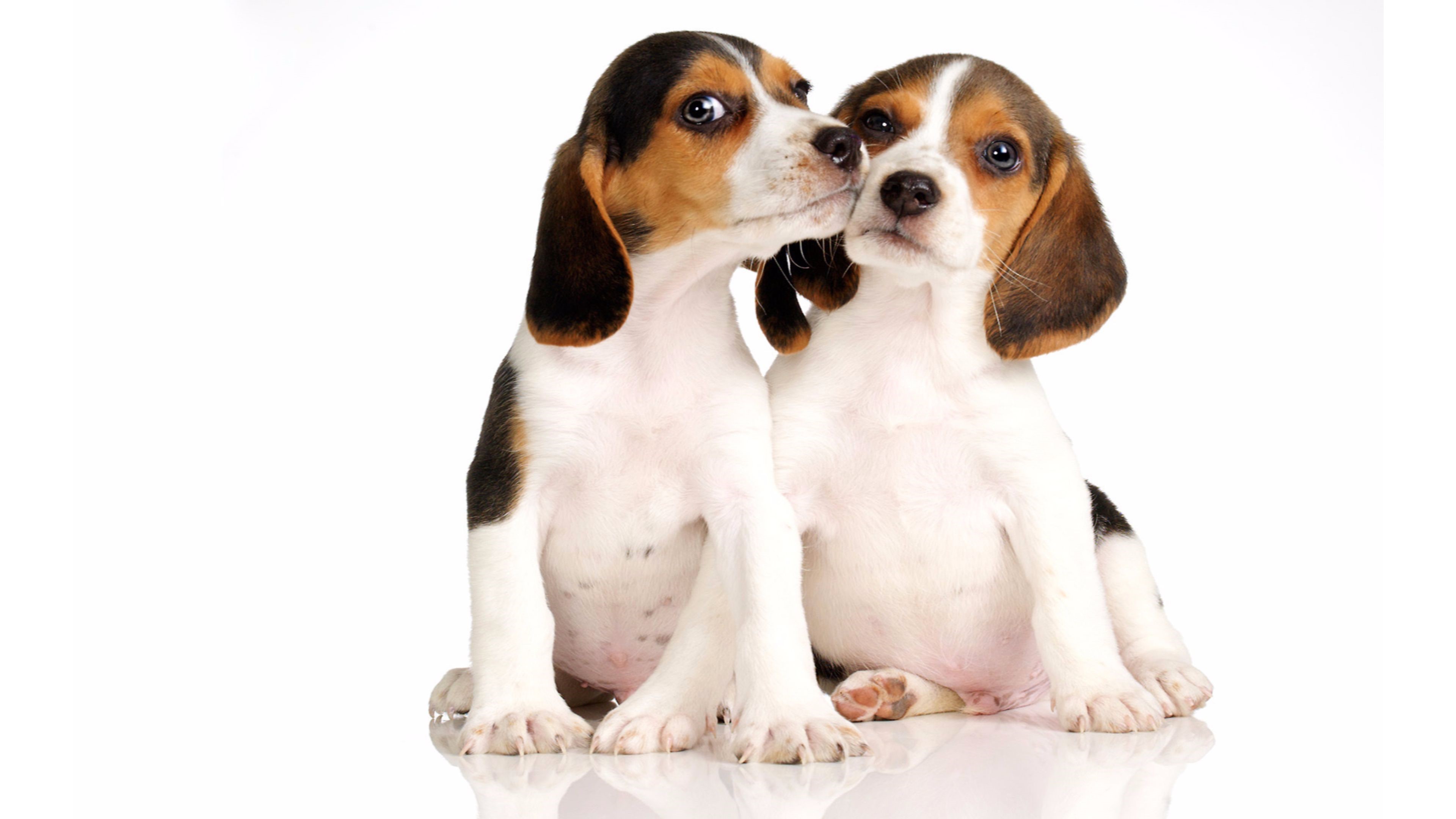 Animal Baby Animal Beagle Dog Puppy 3840x2160