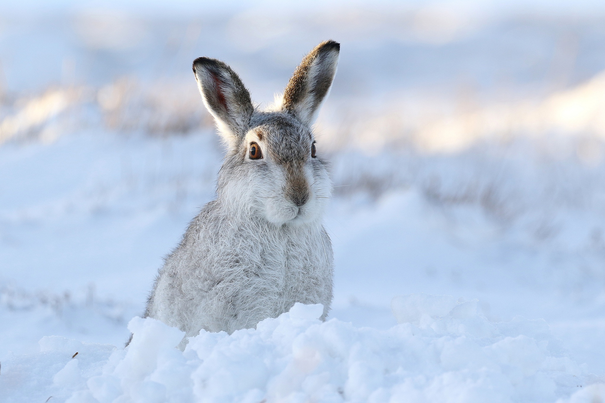 Hare Snow Wildlife Winter 2048x1364