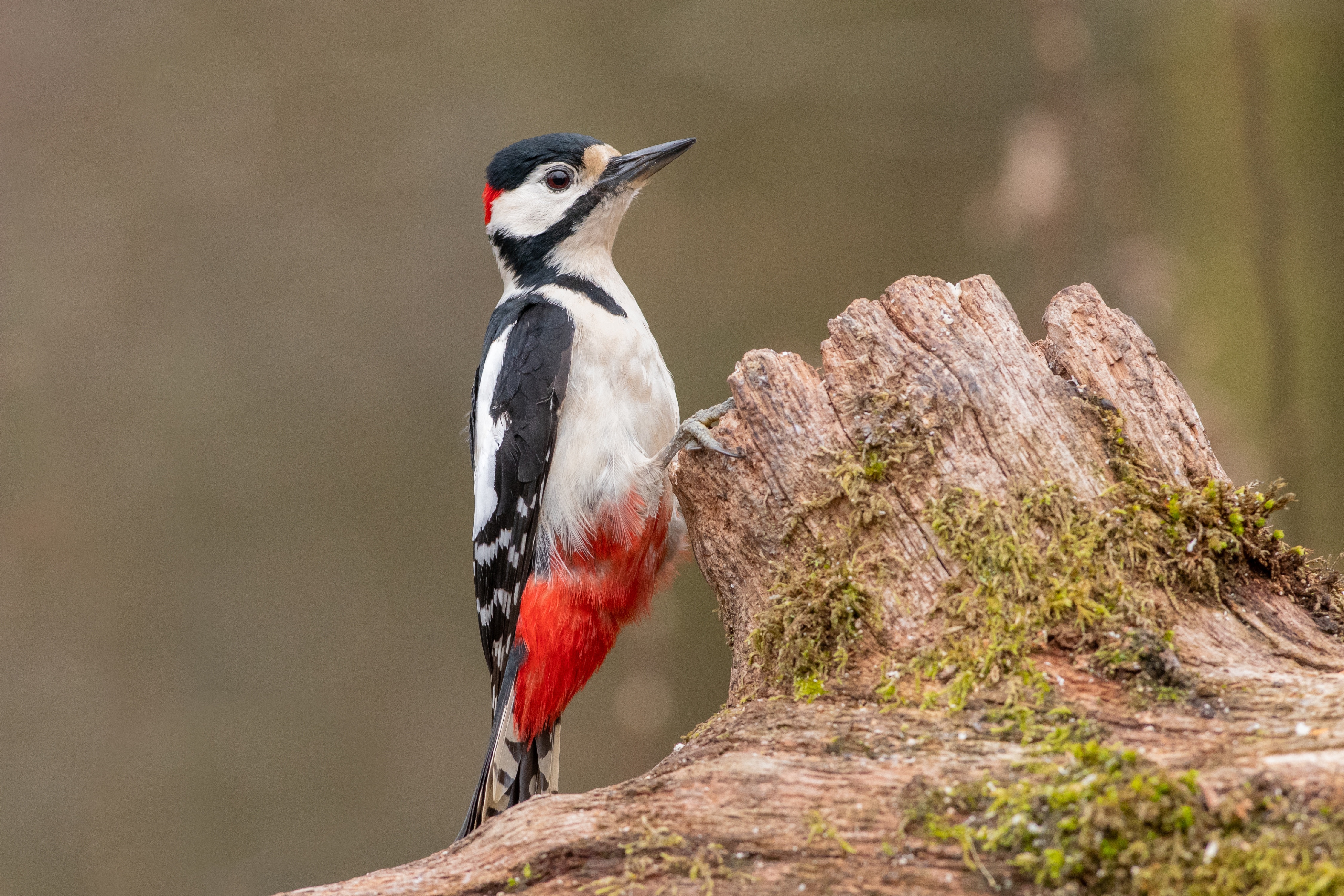 Bird Wildlife Woodpecker 4500x3000