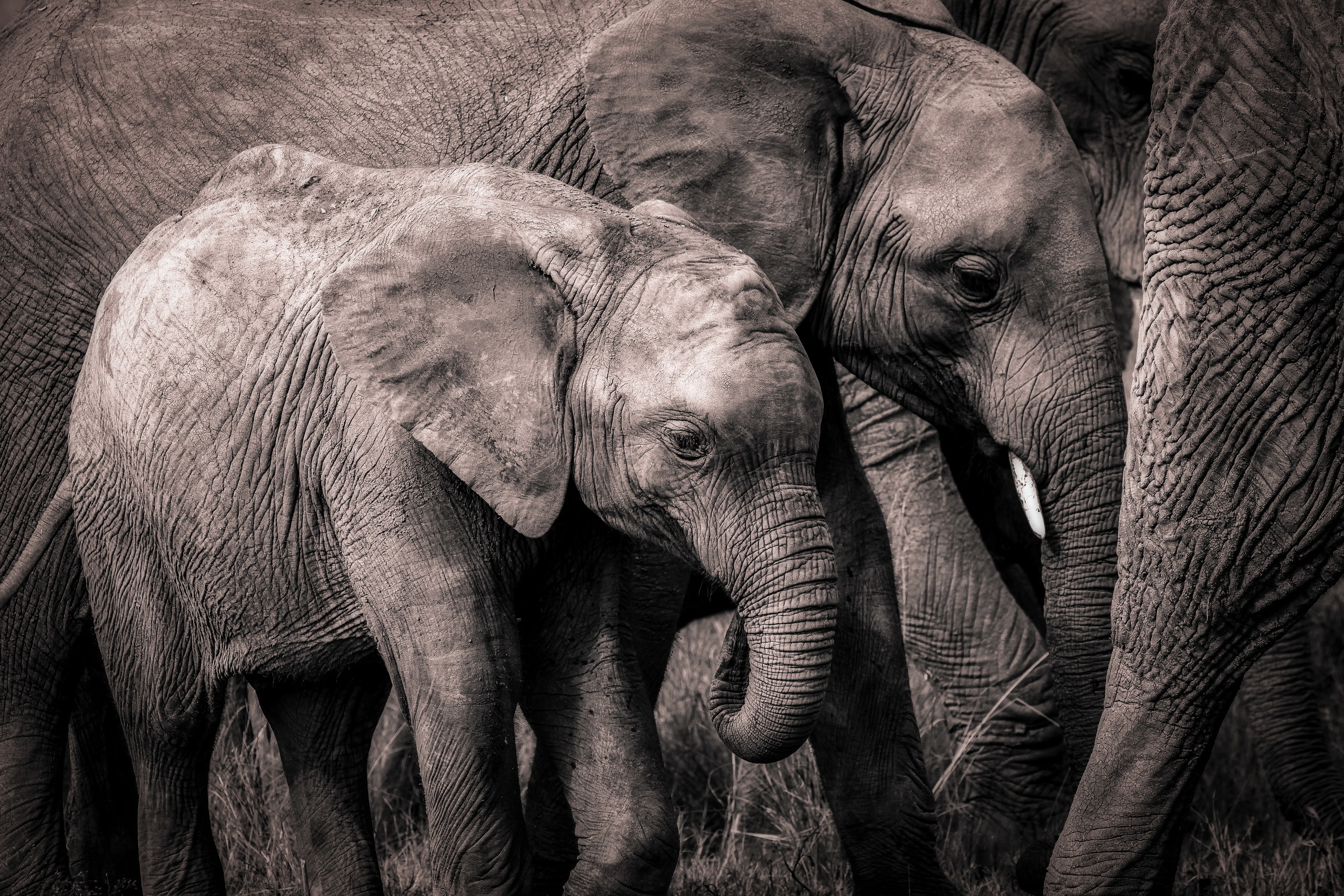 Baby Animal Elephant Wildlife 2560x1707