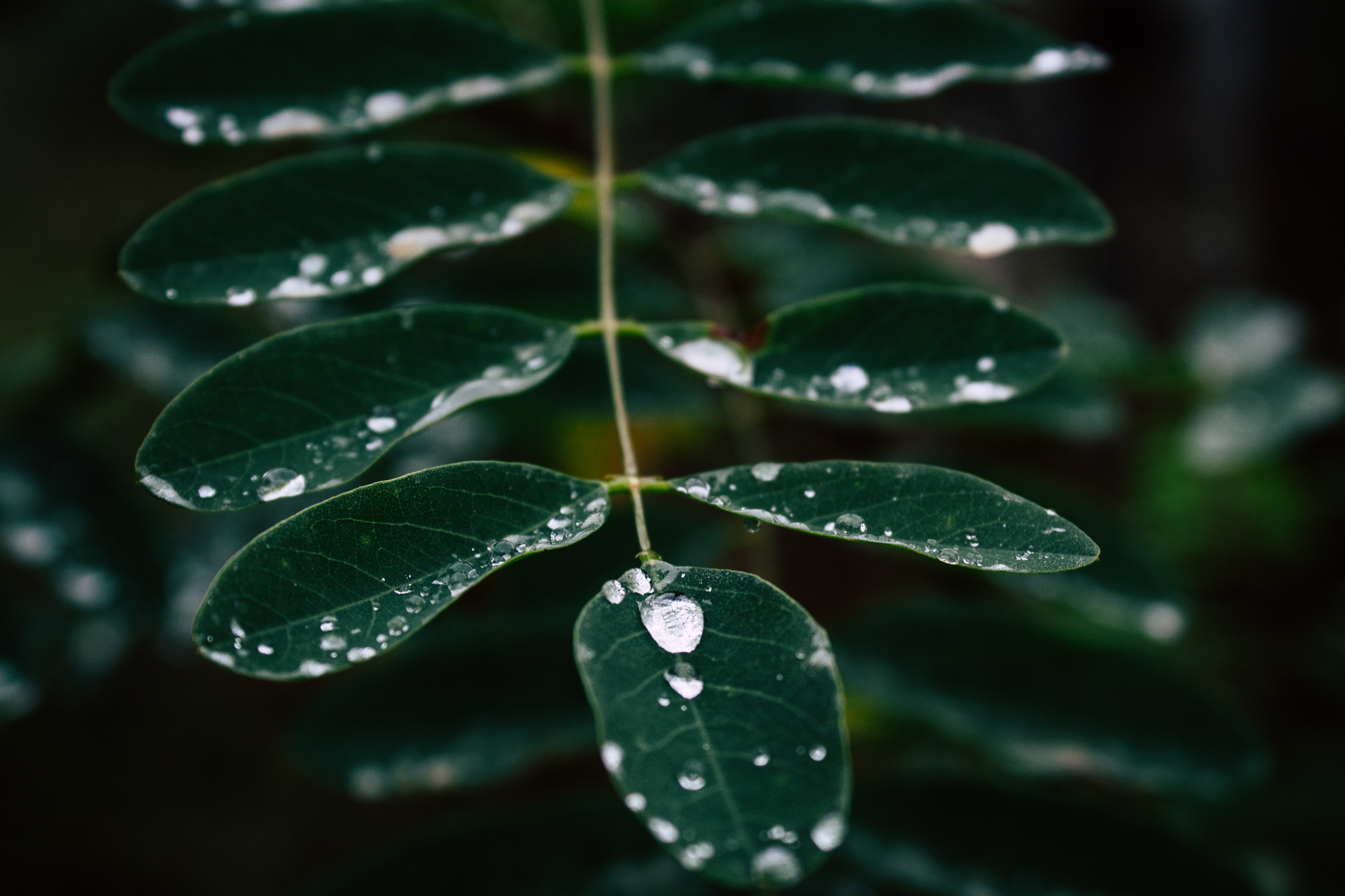 Greenery Leaf Macro Water Drop 4065x2710