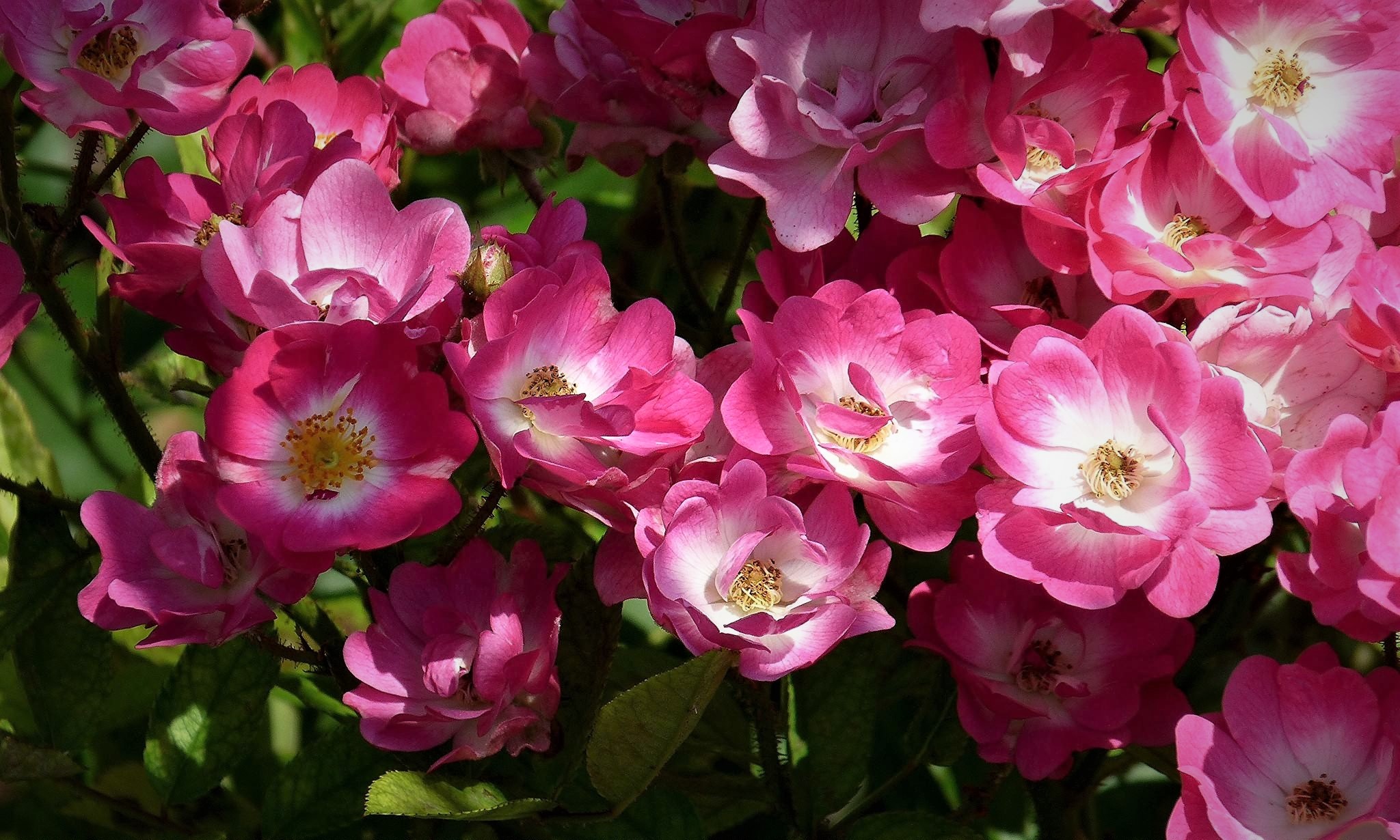 Bush Flower Pink Flower 2048x1230