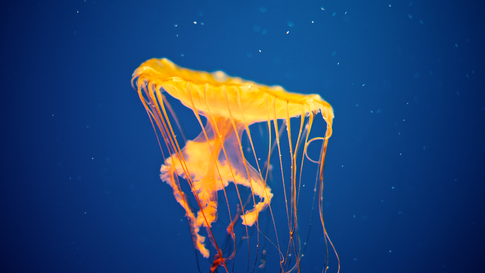 Animal Jellyfish 1920x1080