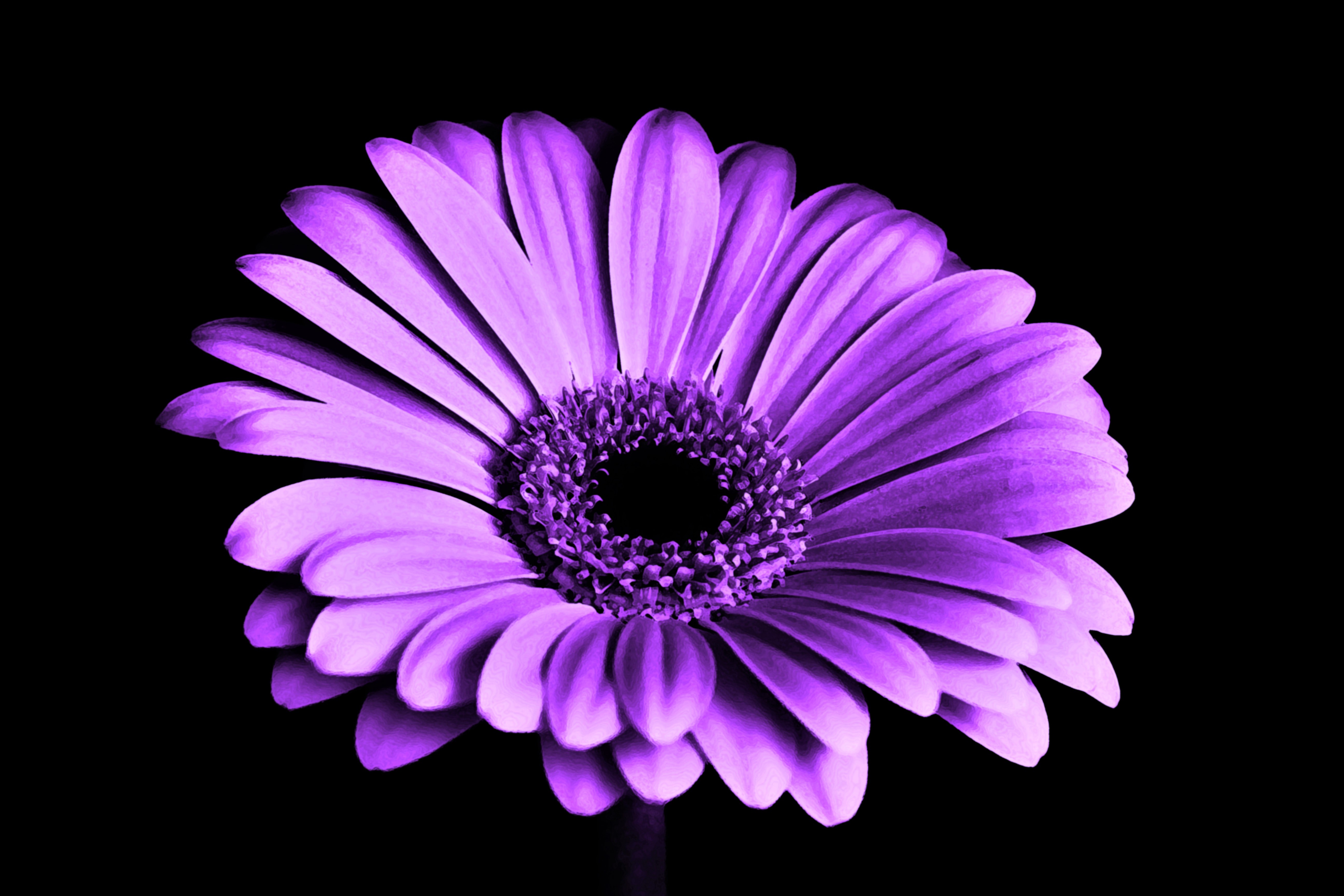 Flower Gerbera Purple Flower 5184x3456