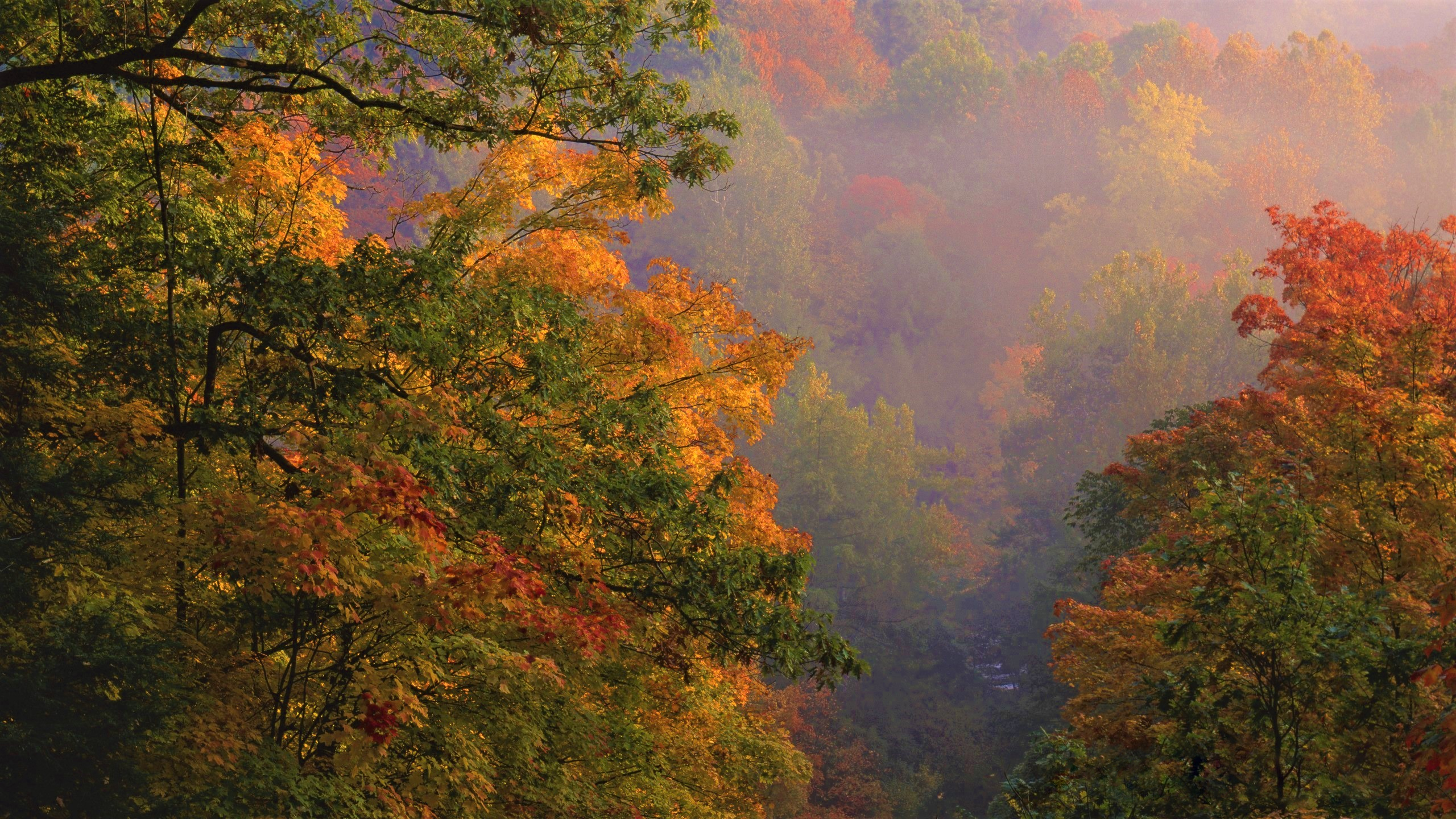 Fall Foliage Forest Ohio 2560x1440