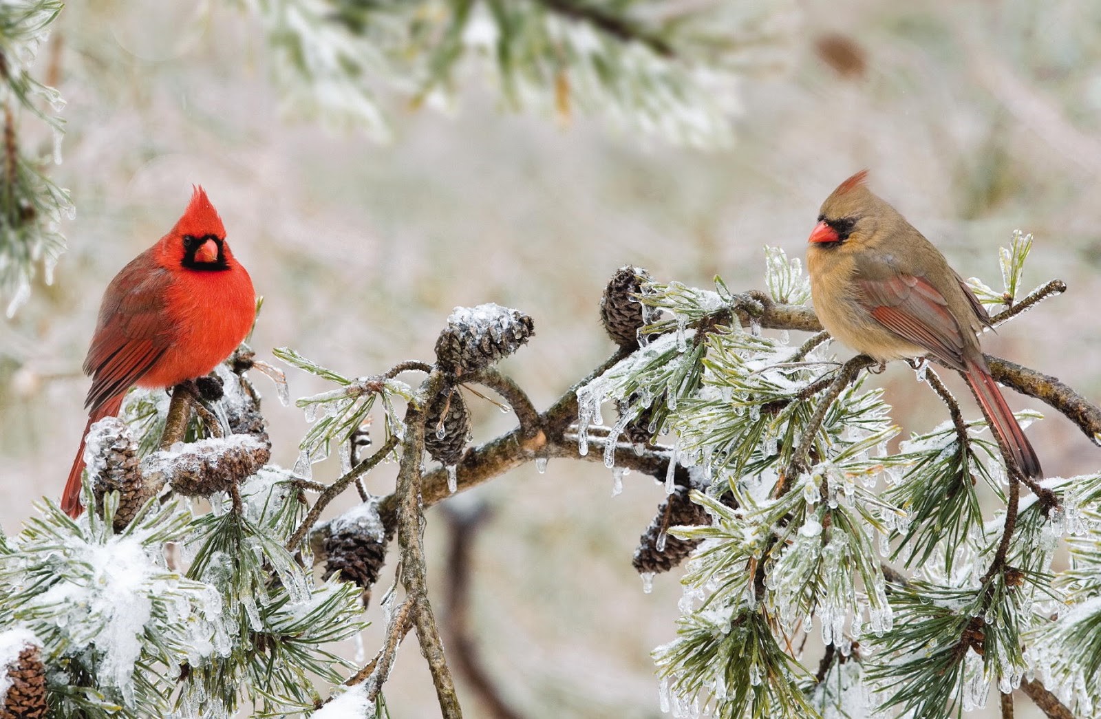 Bird Branch Cardinal Northern Cardinal Pine Winter 1600x1045