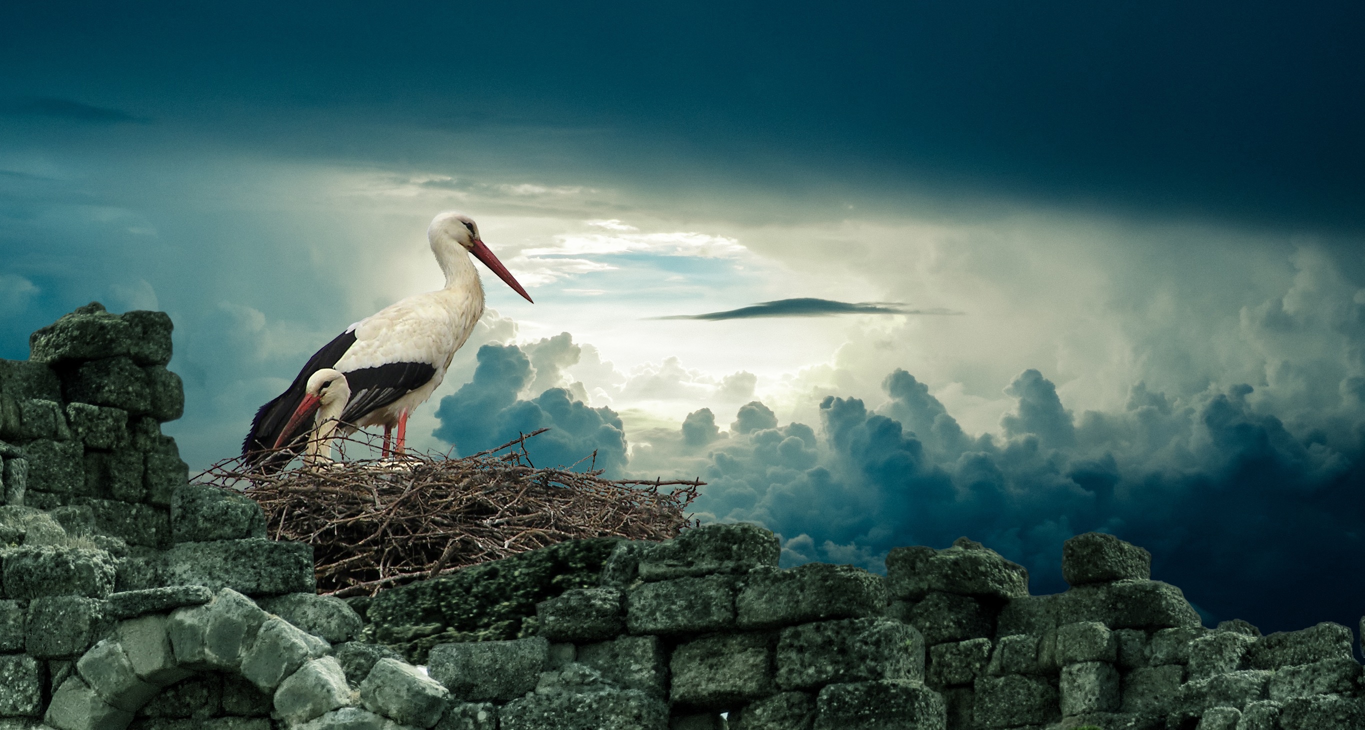 Bird Cloud Nature Nest Stork Wildlife 2730x1460