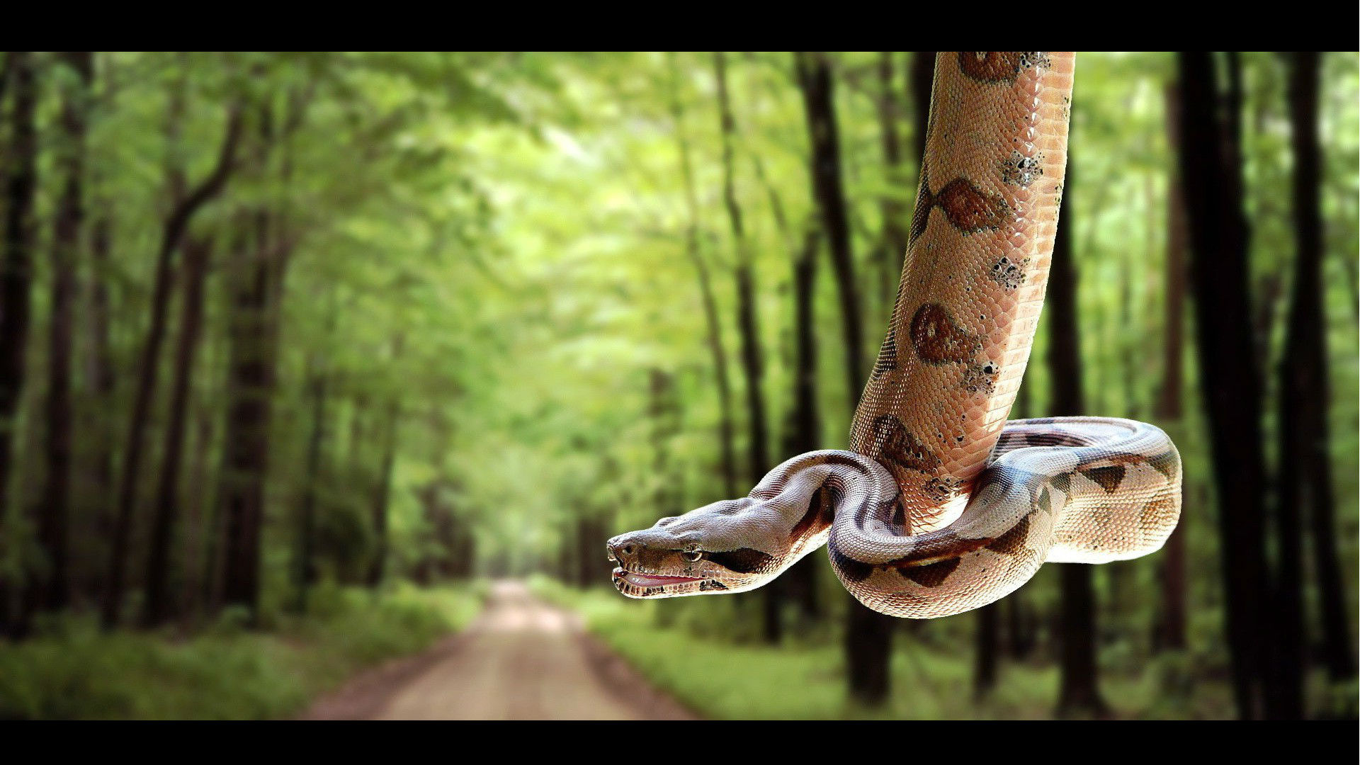 Boa Manipulation Python Reptile 1920x1080