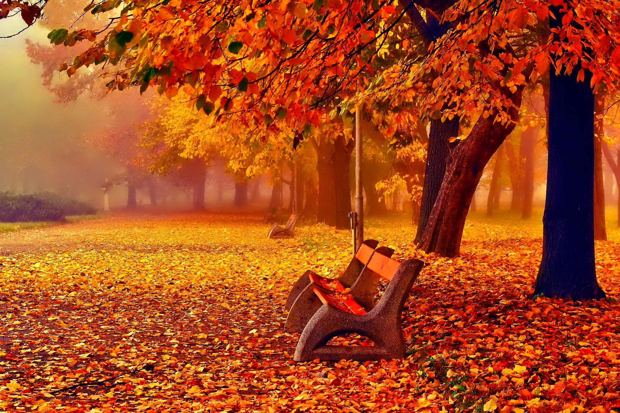 Bench Fall Foliage Park Tree 2048x1365