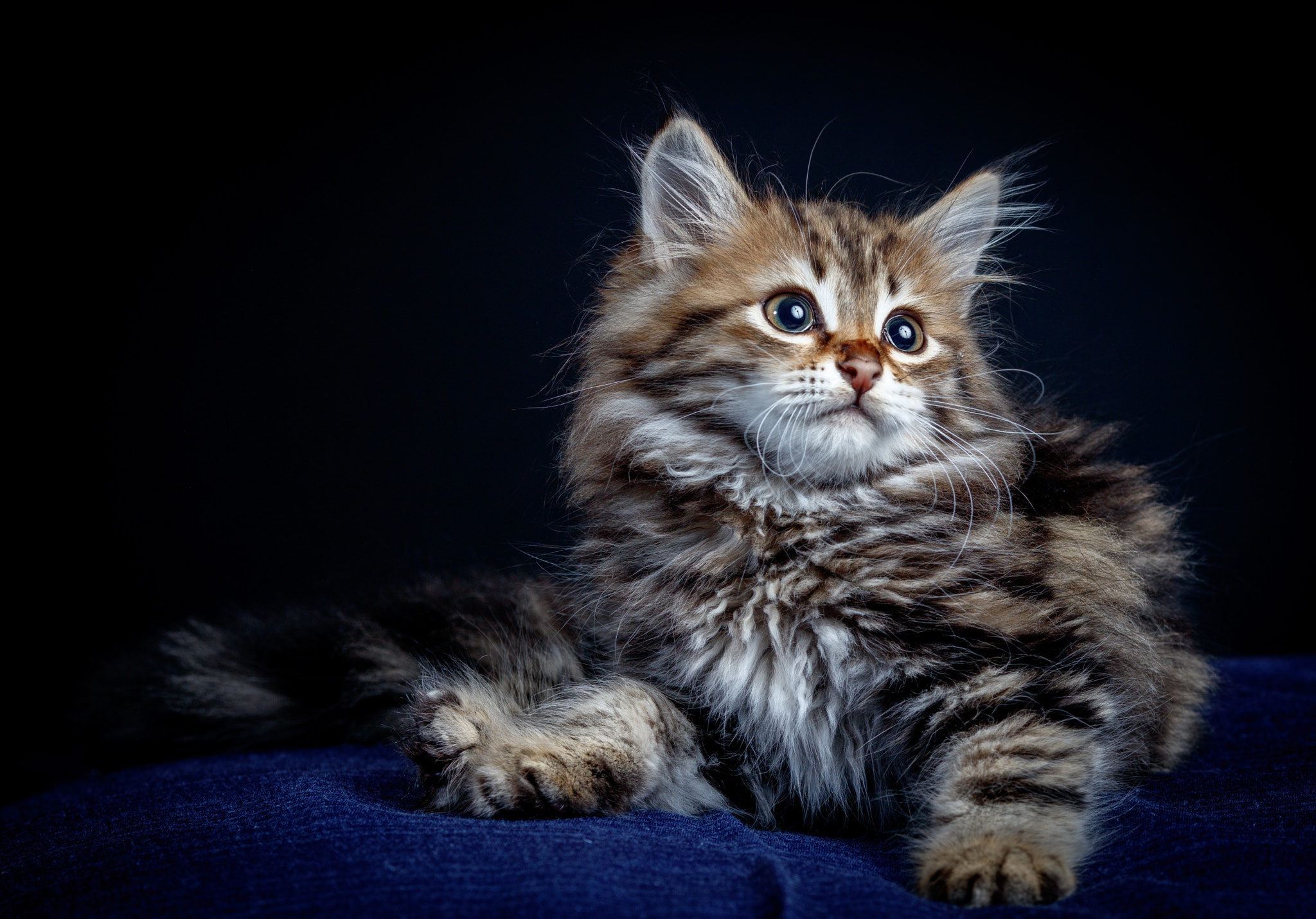 Baby Animal Cat Kitten Pet 2048x1431