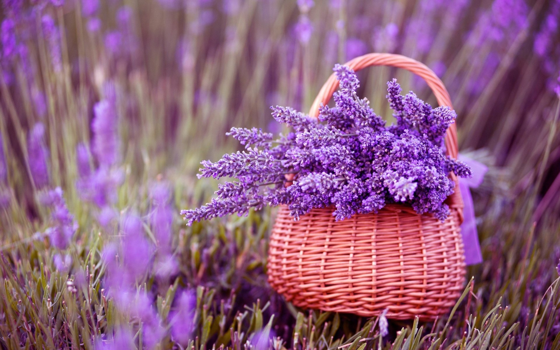 Basket Flower Lavender Purple Flower Summer 1920x1200