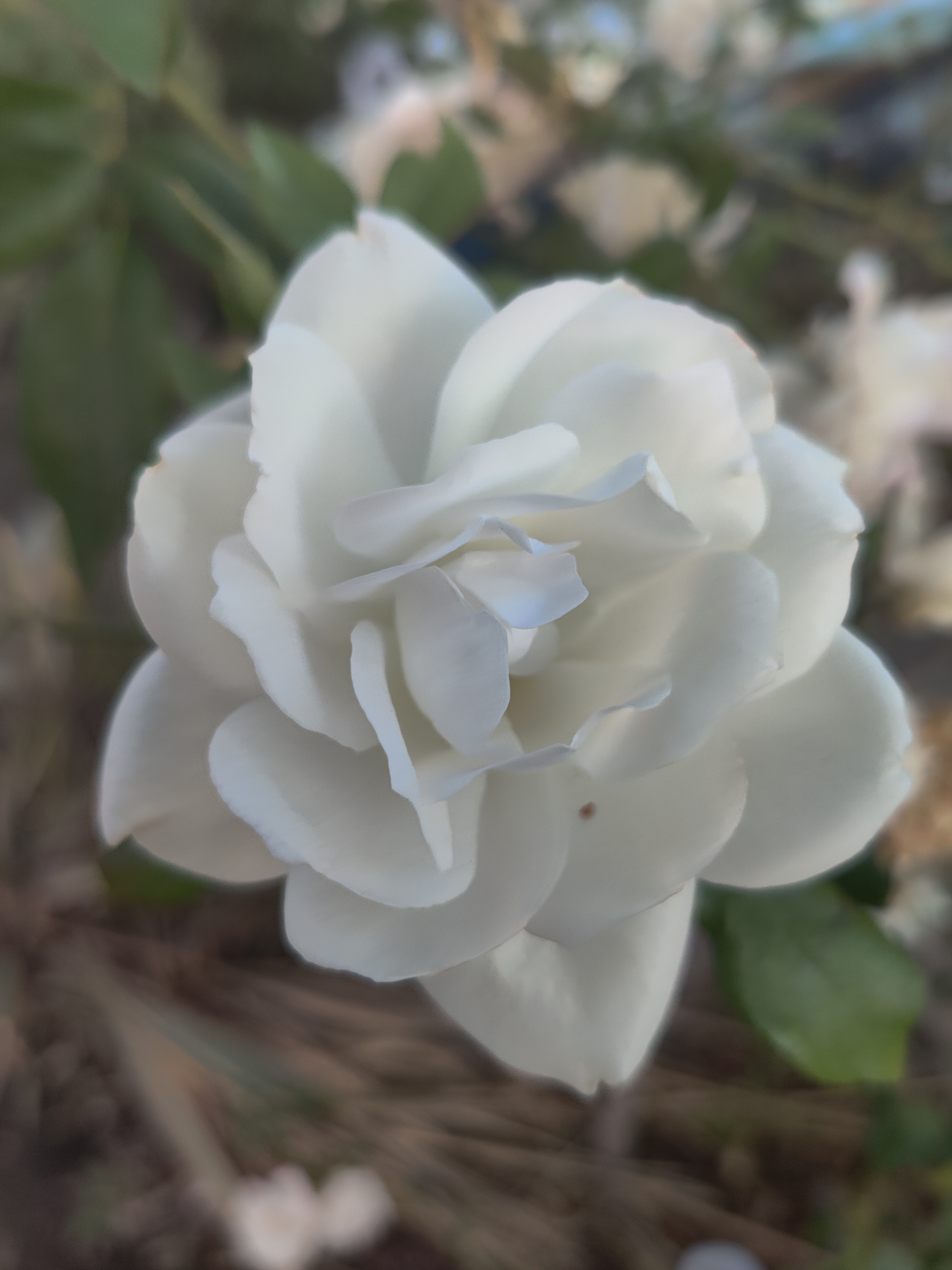 Flowers White Rose Rose 6000x8000