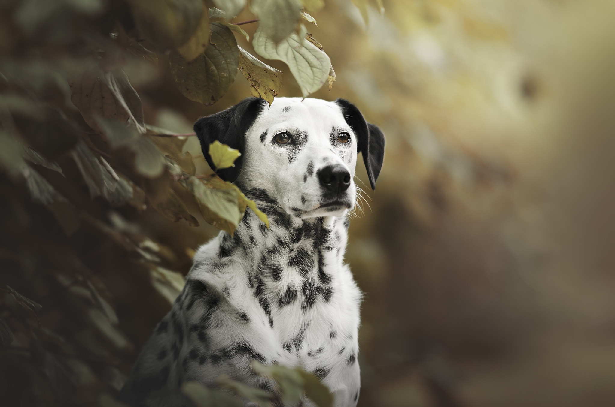 Dalmatian Dog Pet 2047x1356