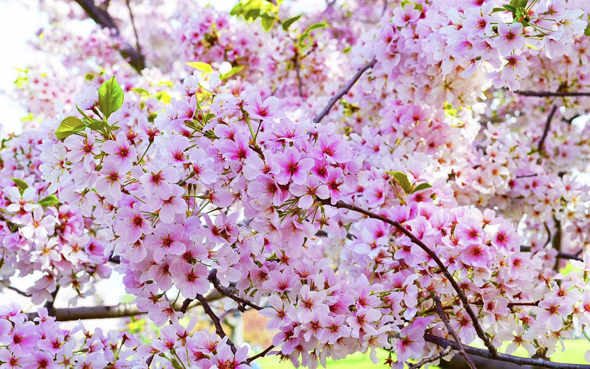 Blossom Cherry Blossom Flower Nature Pink Flower 1920x1200