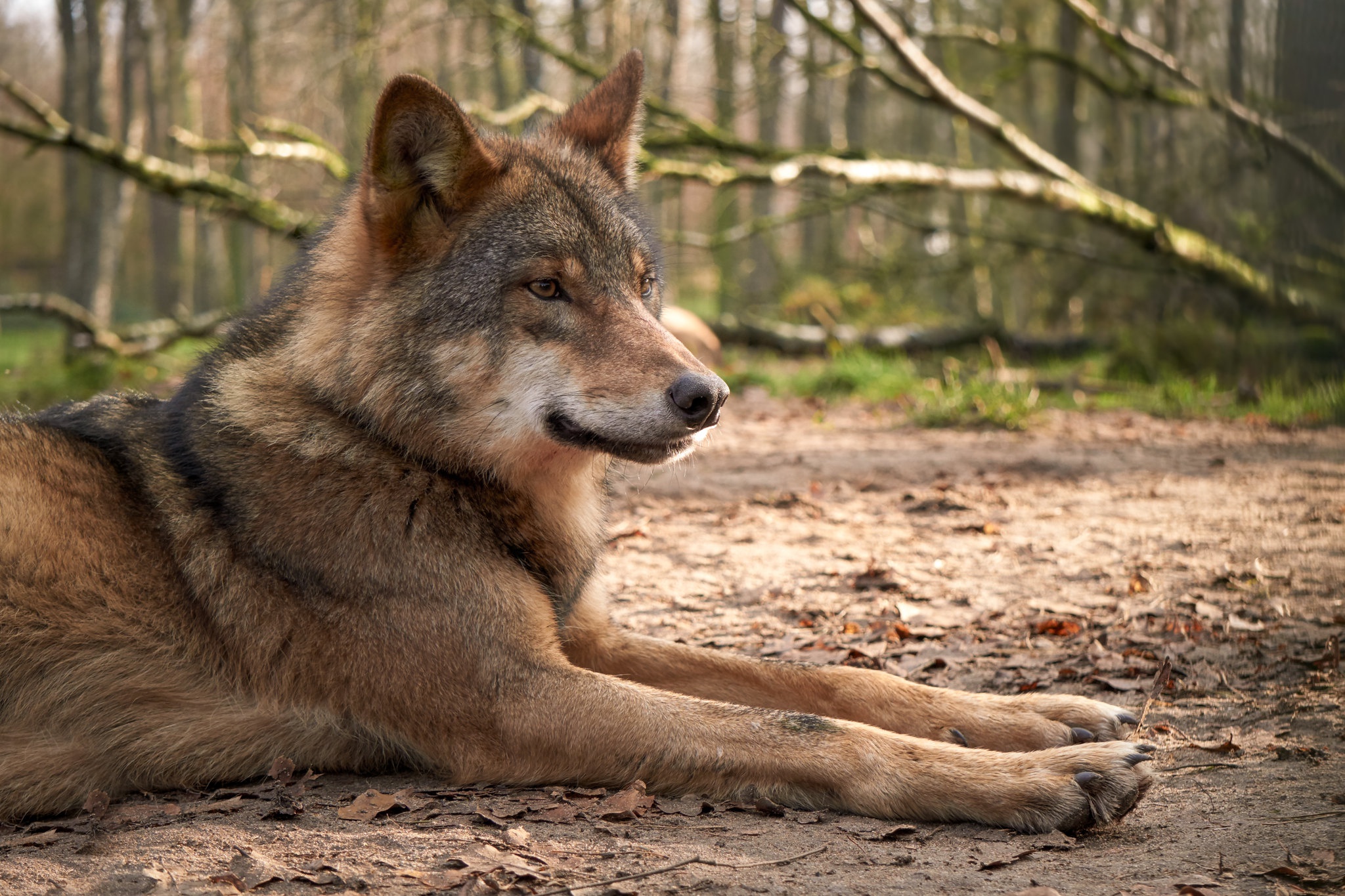 Wildlife Wolf Predator Animal 2048x1365