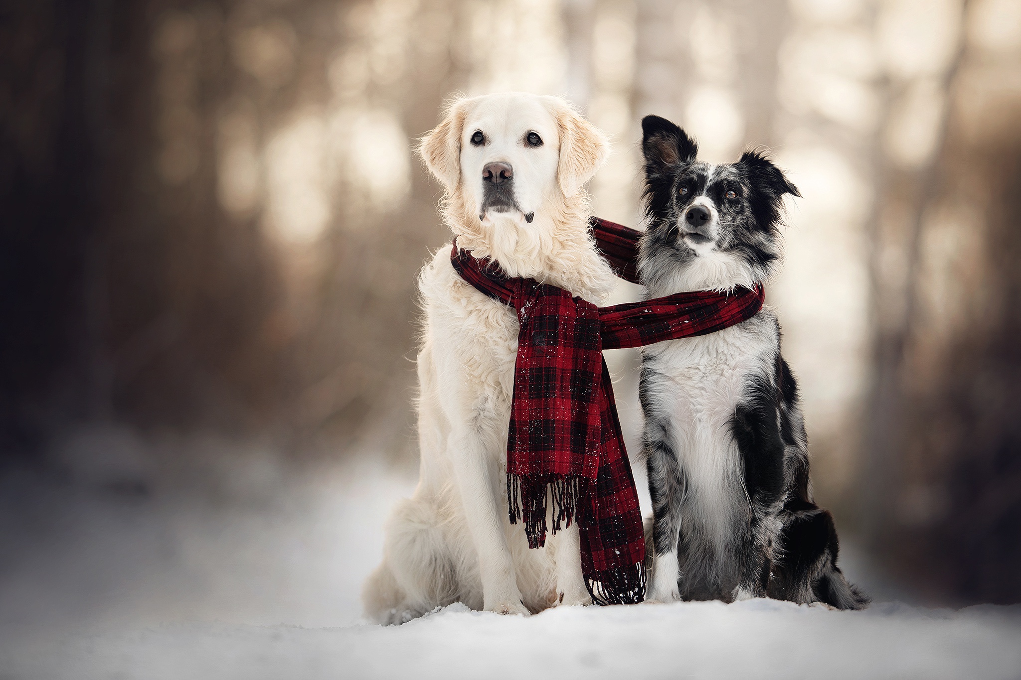 Depth Of Field Dog Golden Retriever Pet Scarf Snow Winter 2048x1365