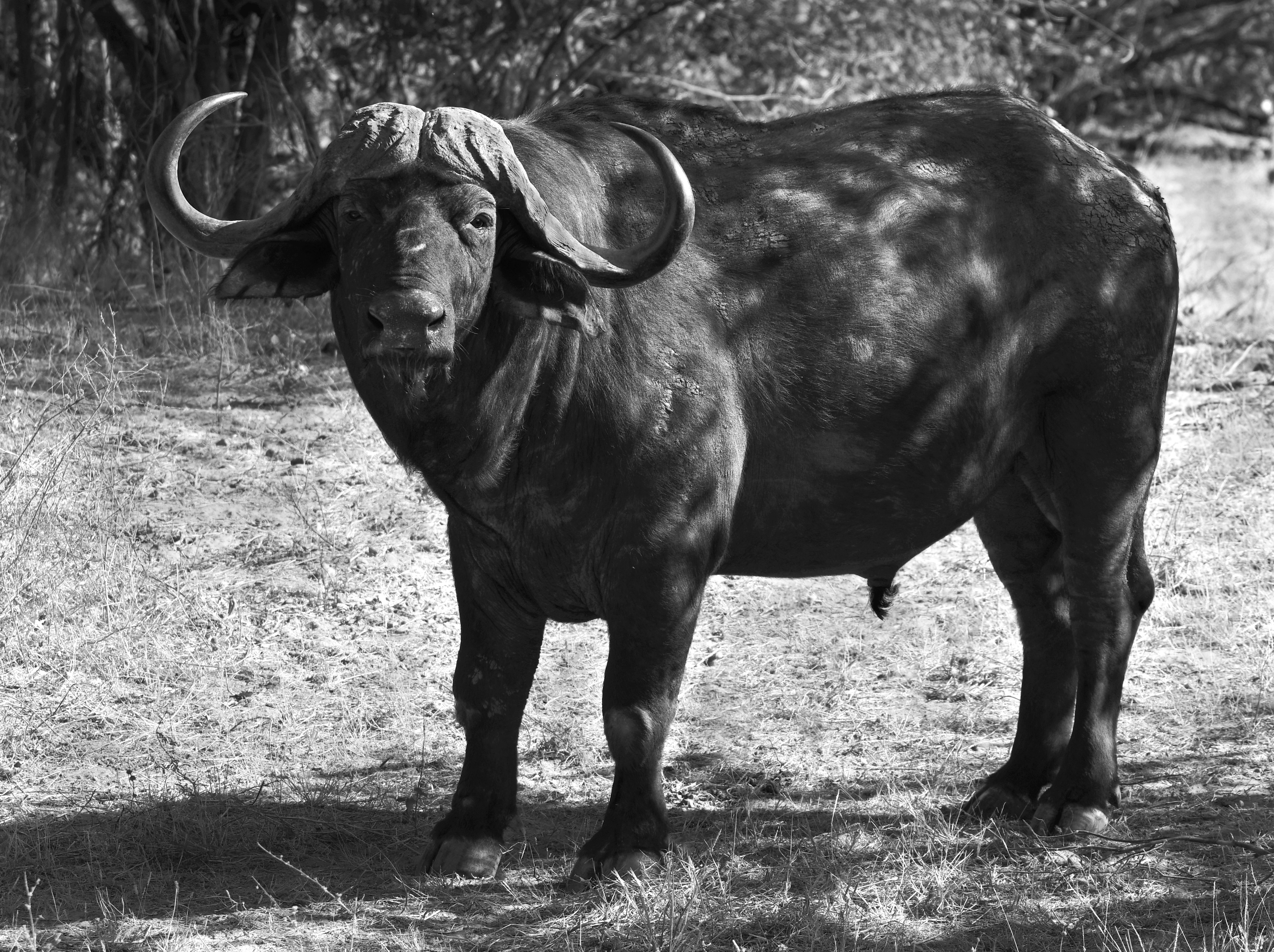 Black Amp White Wildlife Zimbabwe 4658x3481