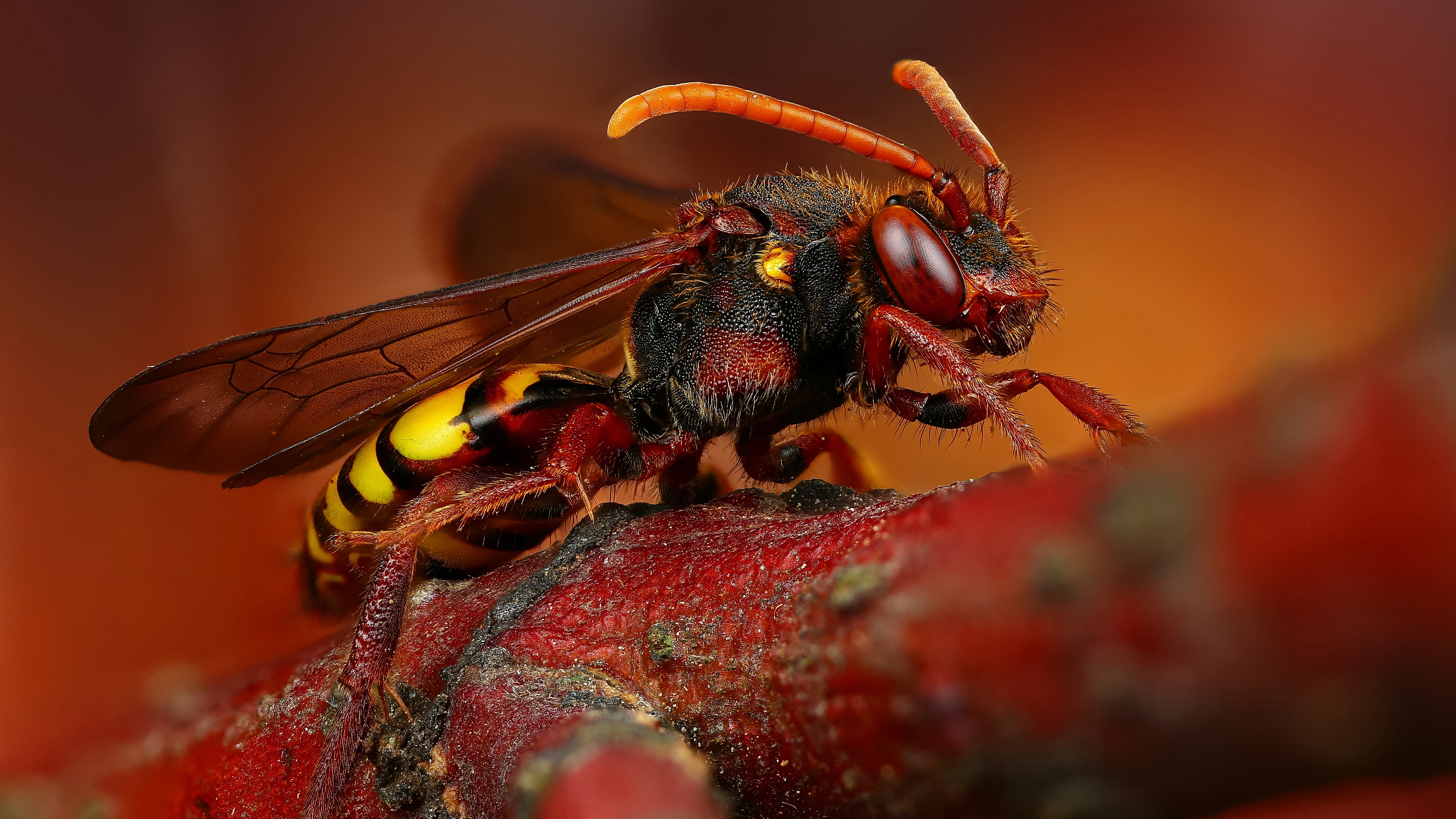 Macro Wasp 3840x2160