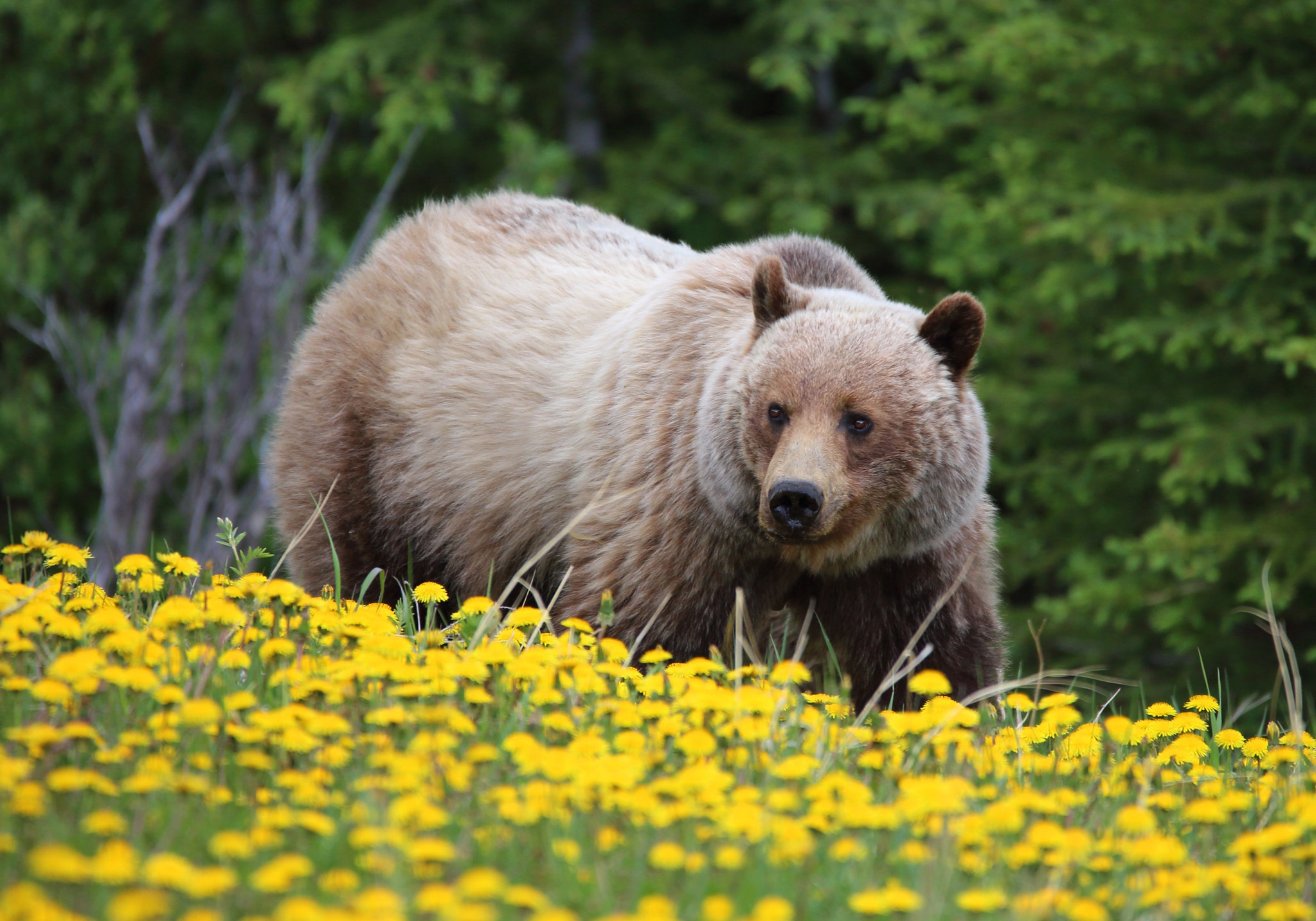 Bear Dandelion Flower Grizzly Wildlife Predator Animal 2047x1433